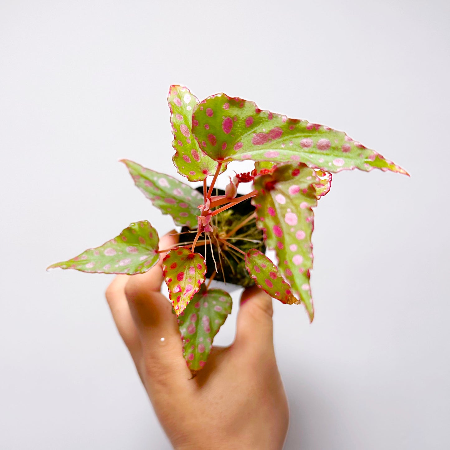 Begonia Malachosticta x Amphioxus Terrarium Culture