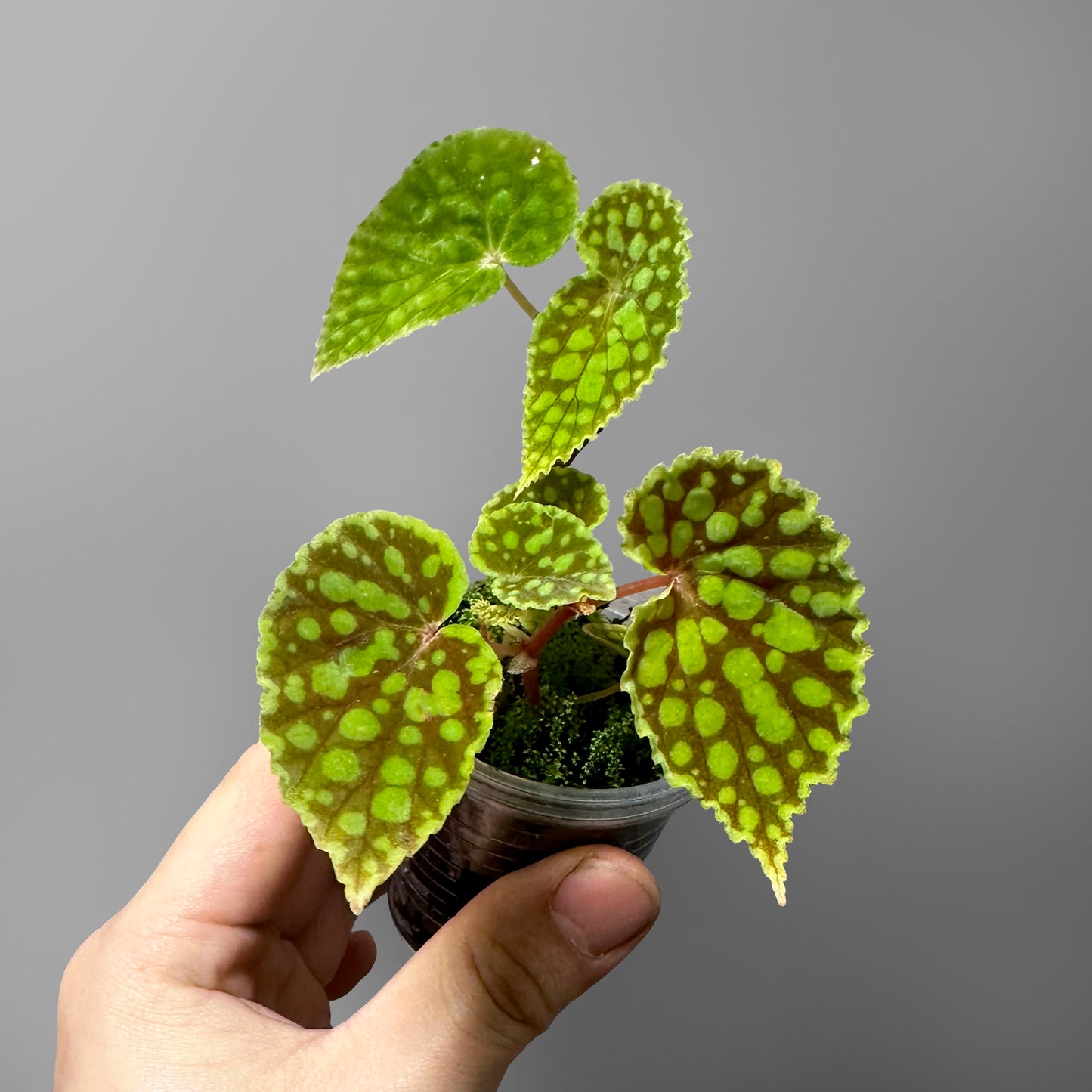 Begonia Chlorosticta Red Terrarium Culture