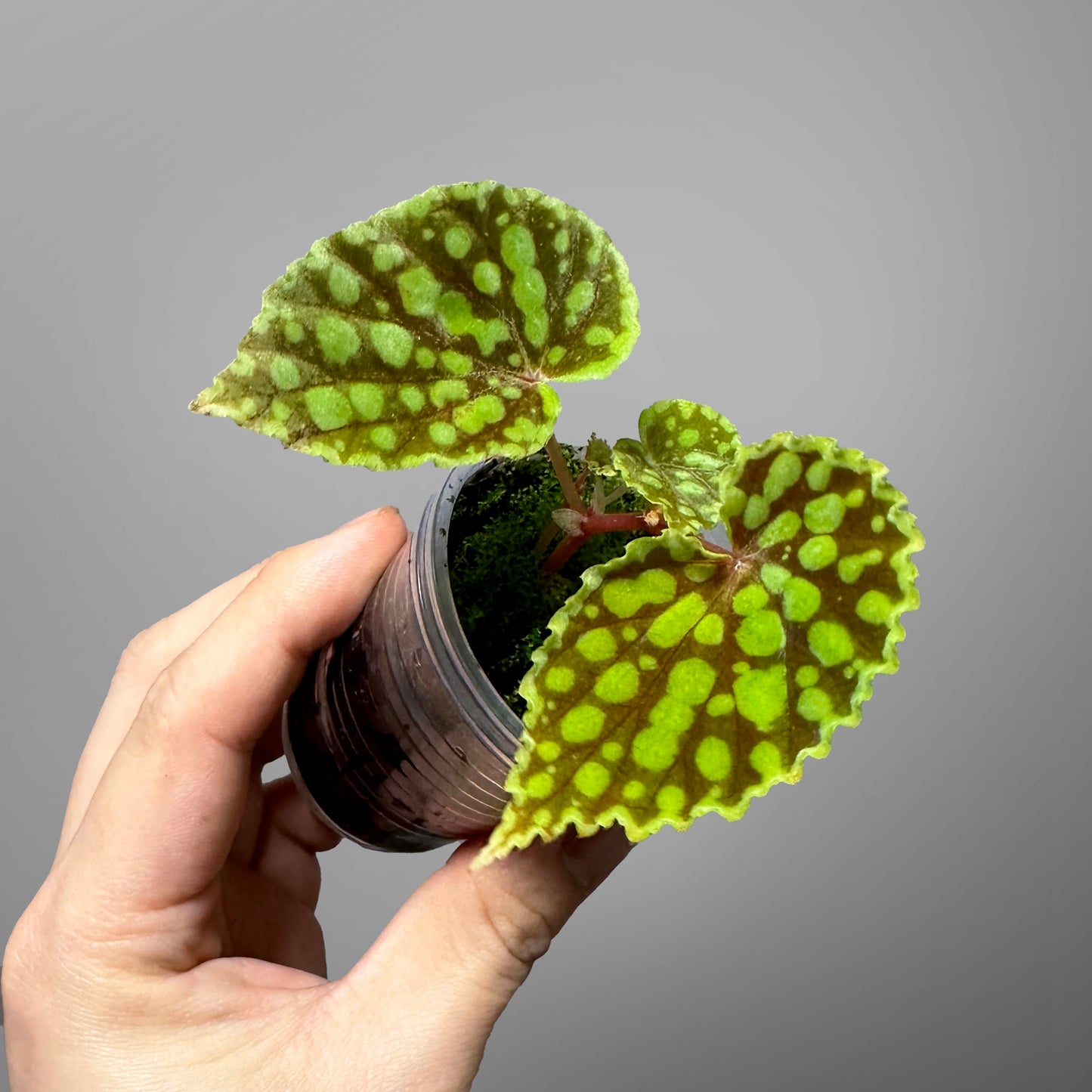 Begonia Chlorosticta Red Terrarium Culture