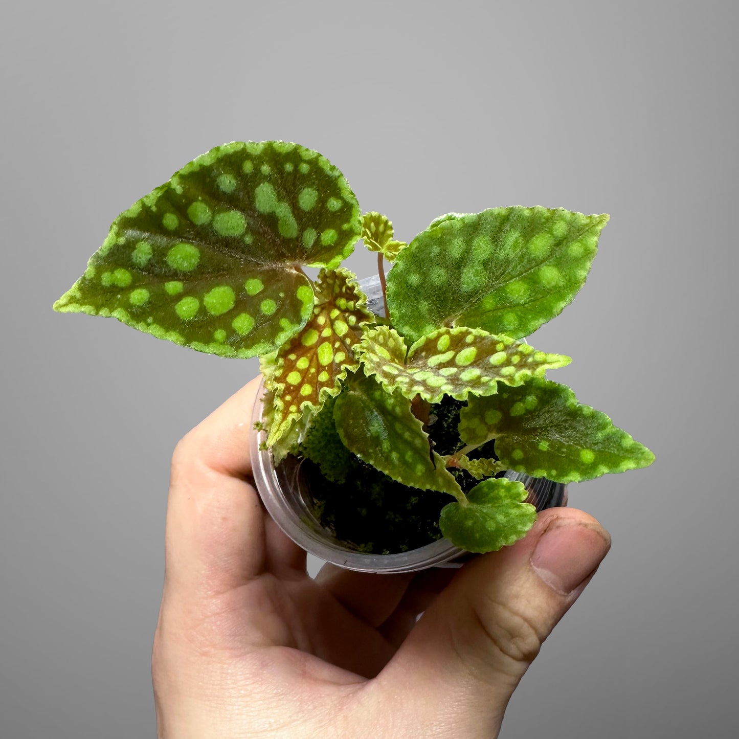 Begonia Chlorosticta Red Terrarium Culture