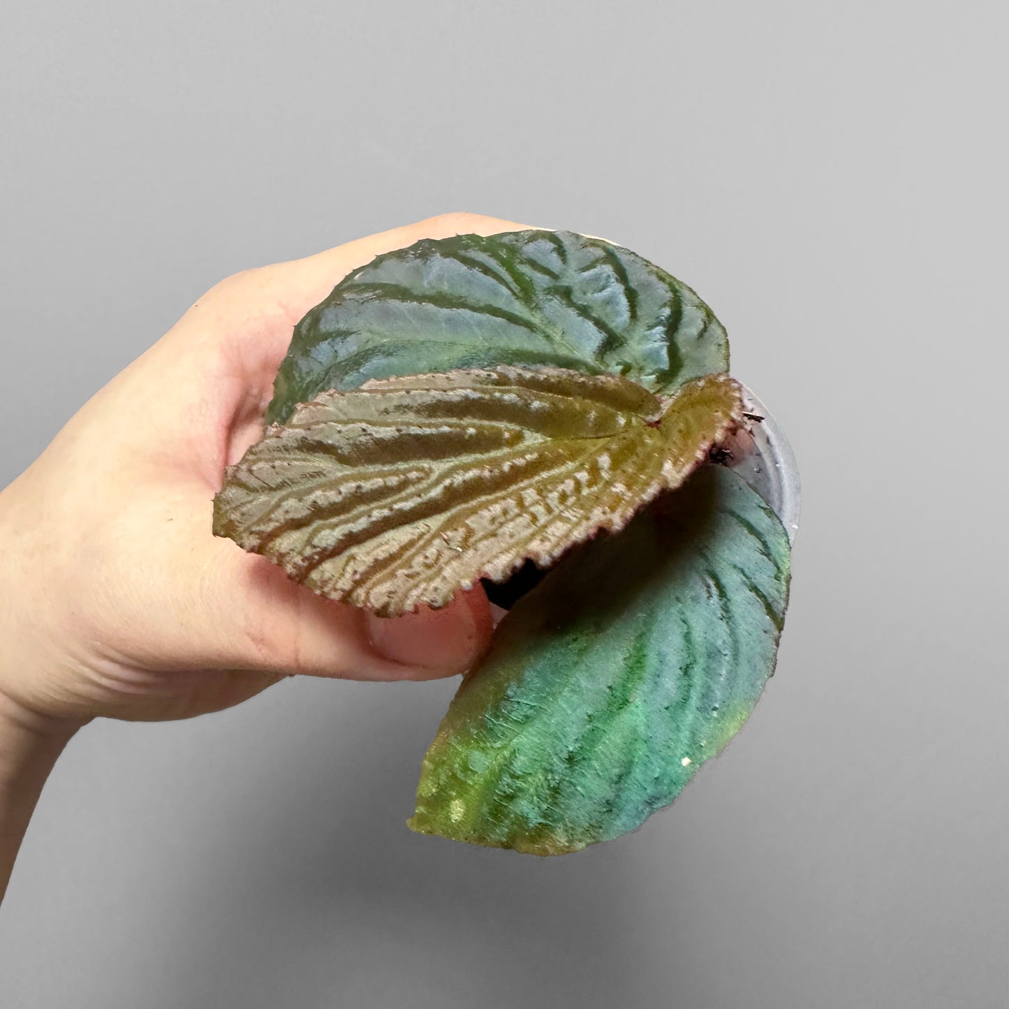 Begonia Metallicolor