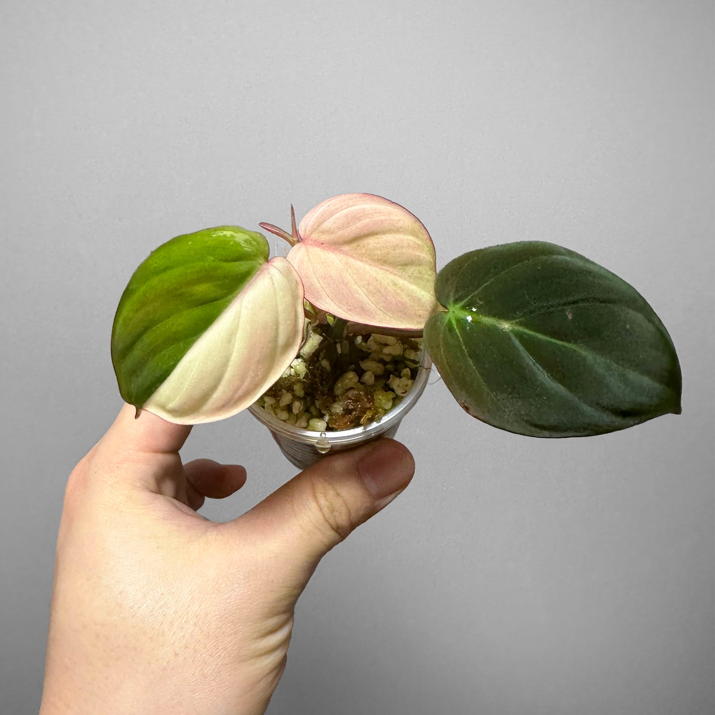 Philodendron Micans Pink Variegated