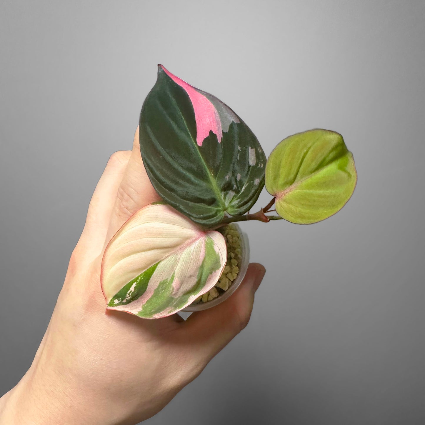 Philodendron Micans Pink Variegated