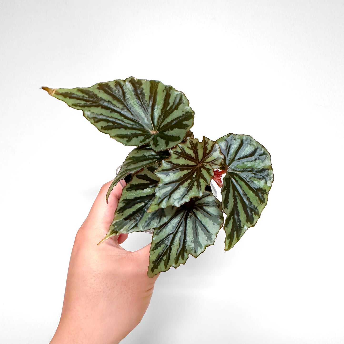 Begonia U682 'Irian Jaya'