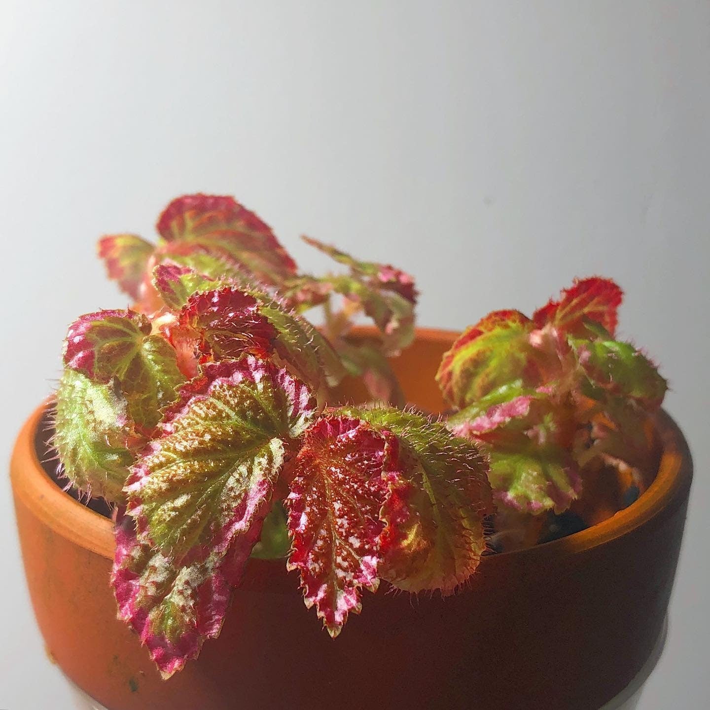 Begonia U012 Terrarium Culture