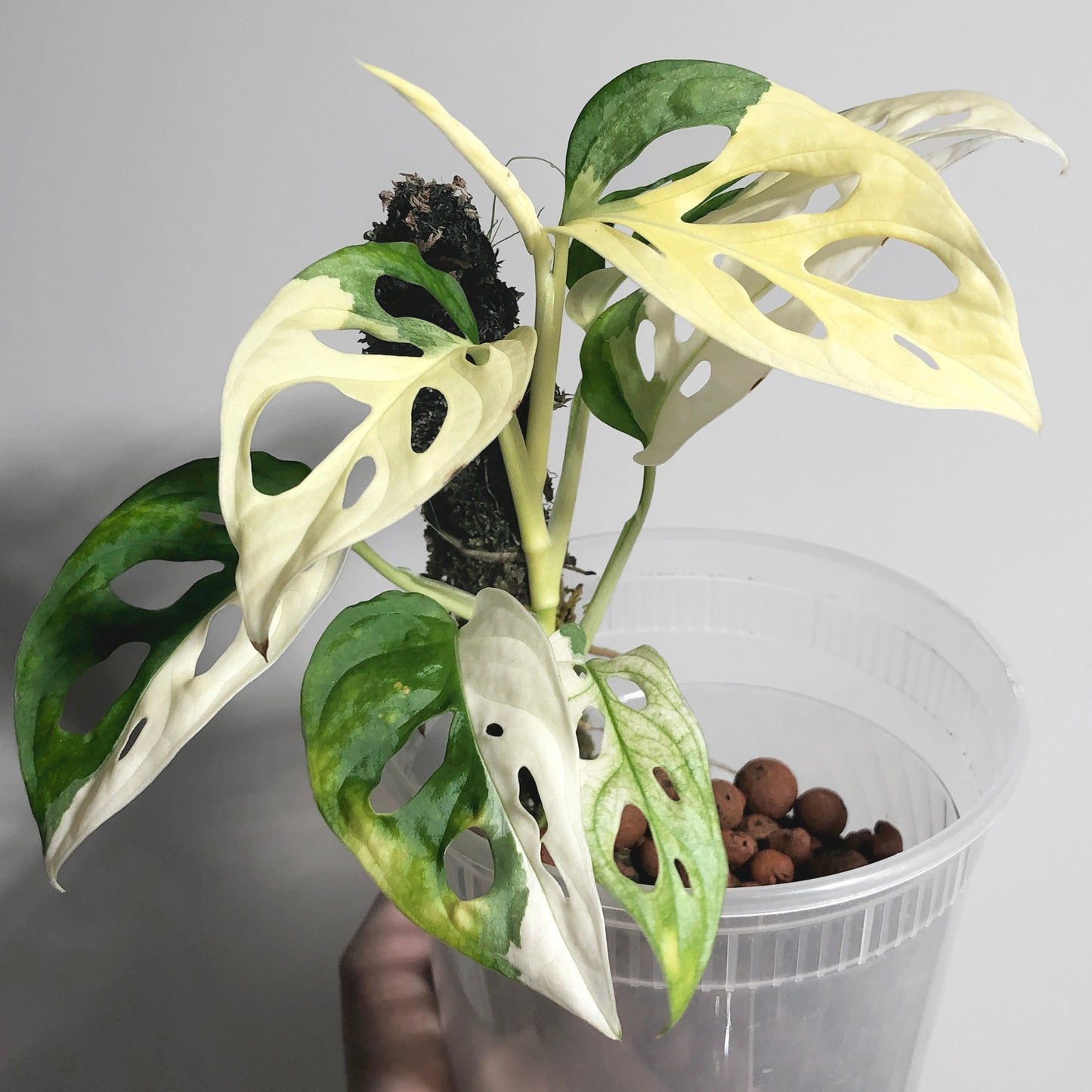 Monstera Adansonii Albo Variegated Japanese Tricolor