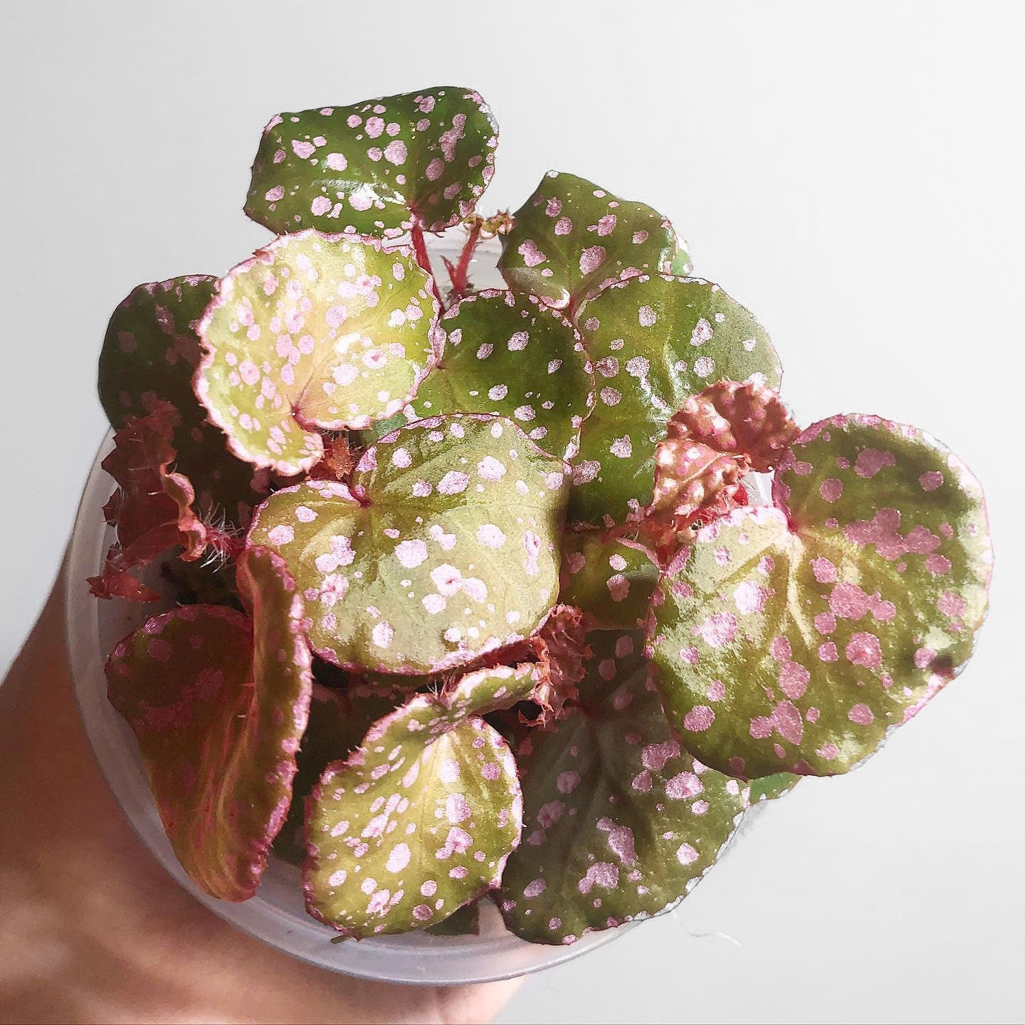 Begonia Muara Waha Terrarium Culture