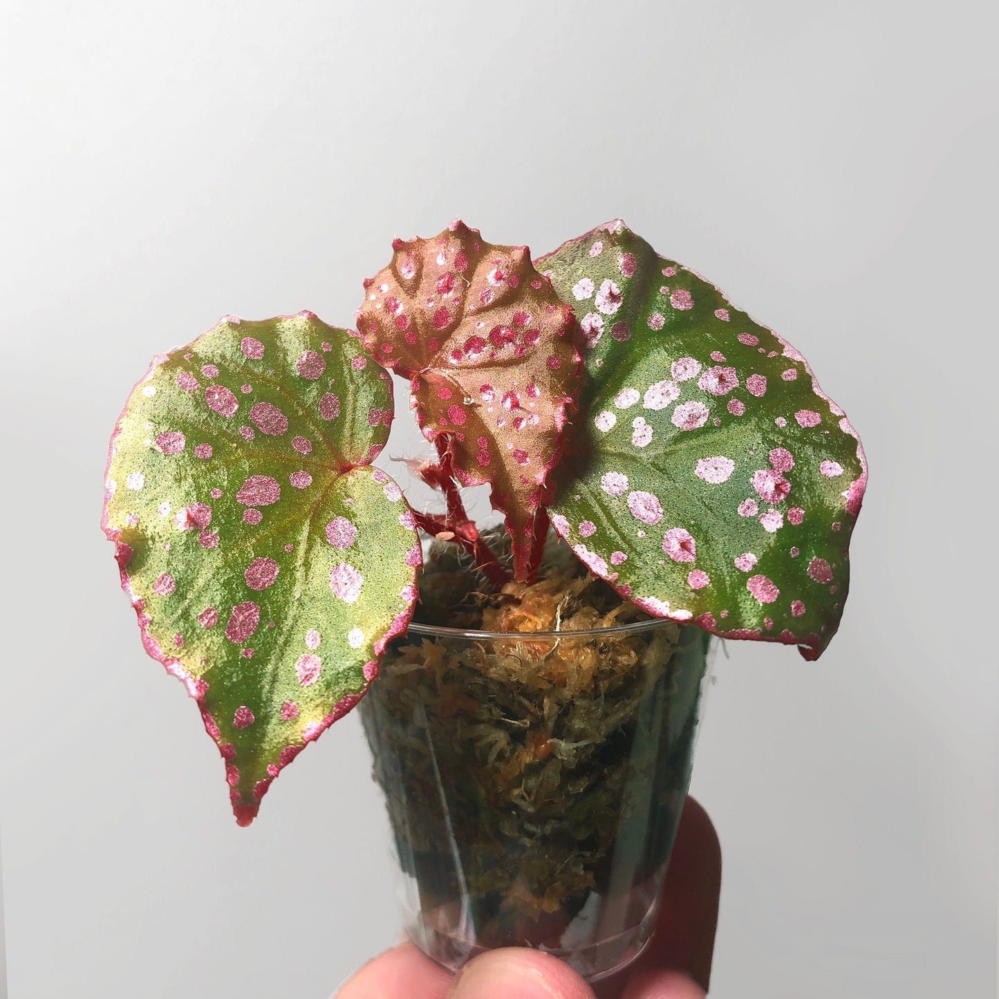 Begonia Muara Waha Terrarium Culture