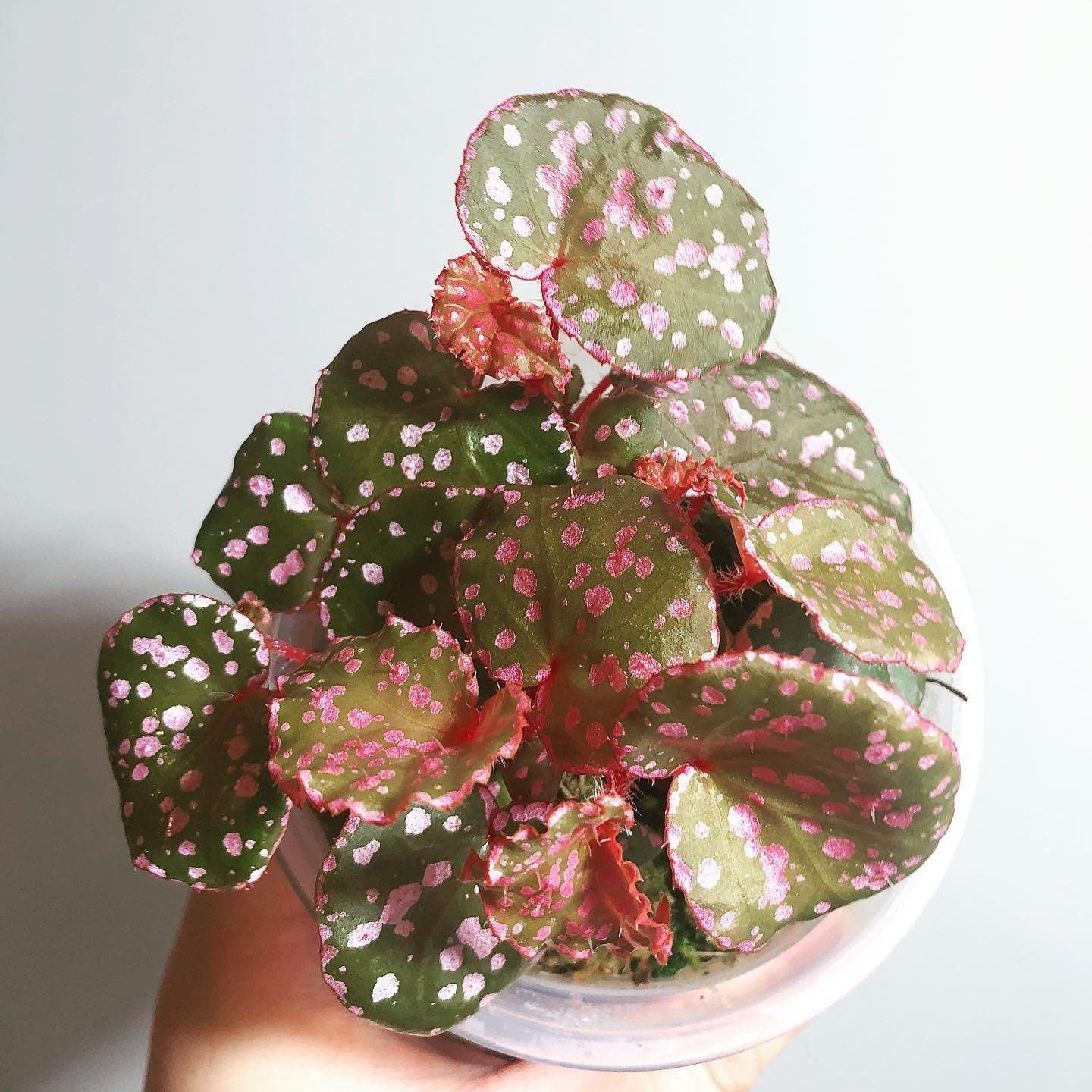Begonia Muara Waha Terrarium Culture