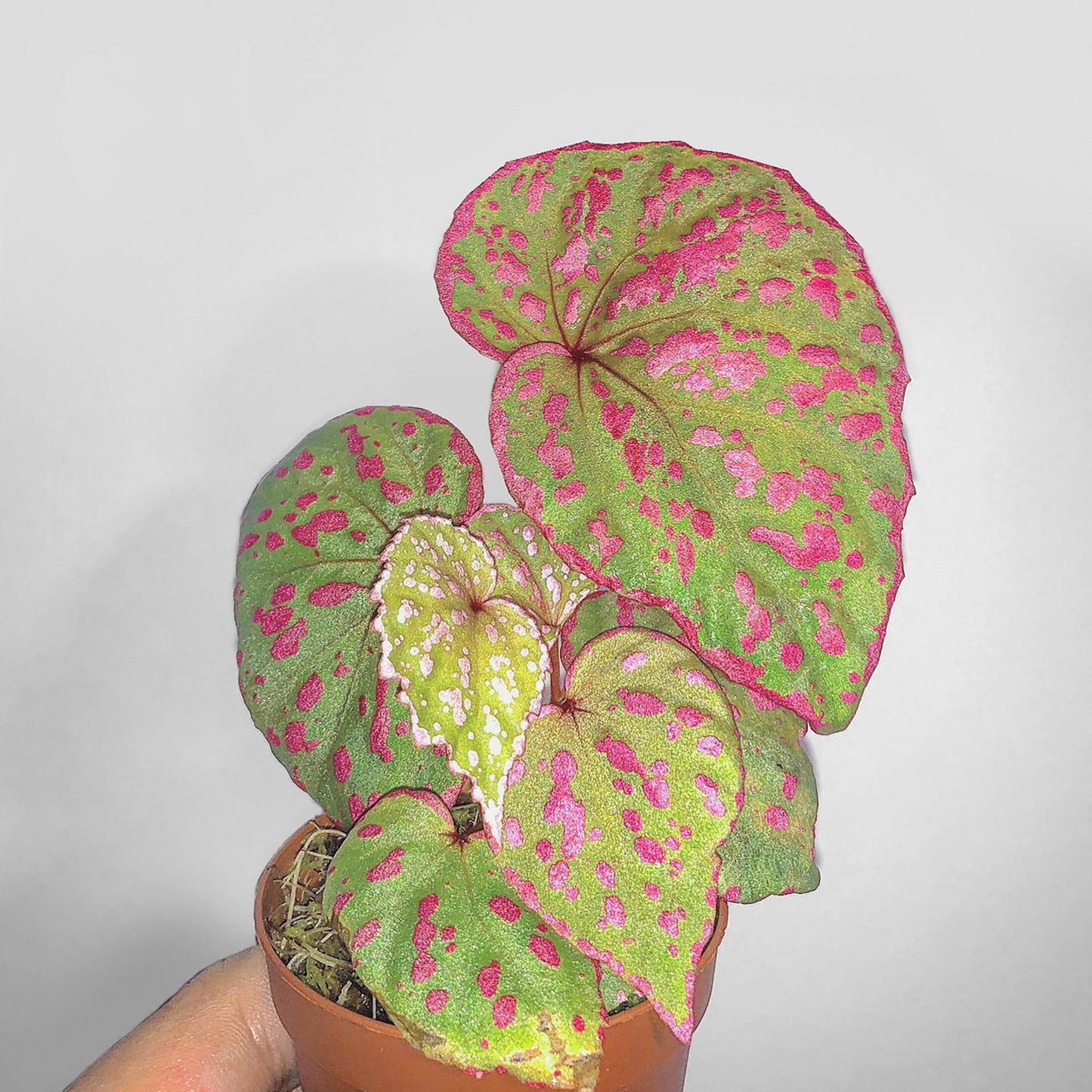 Begonia Roseopunctata Terrarium Culture