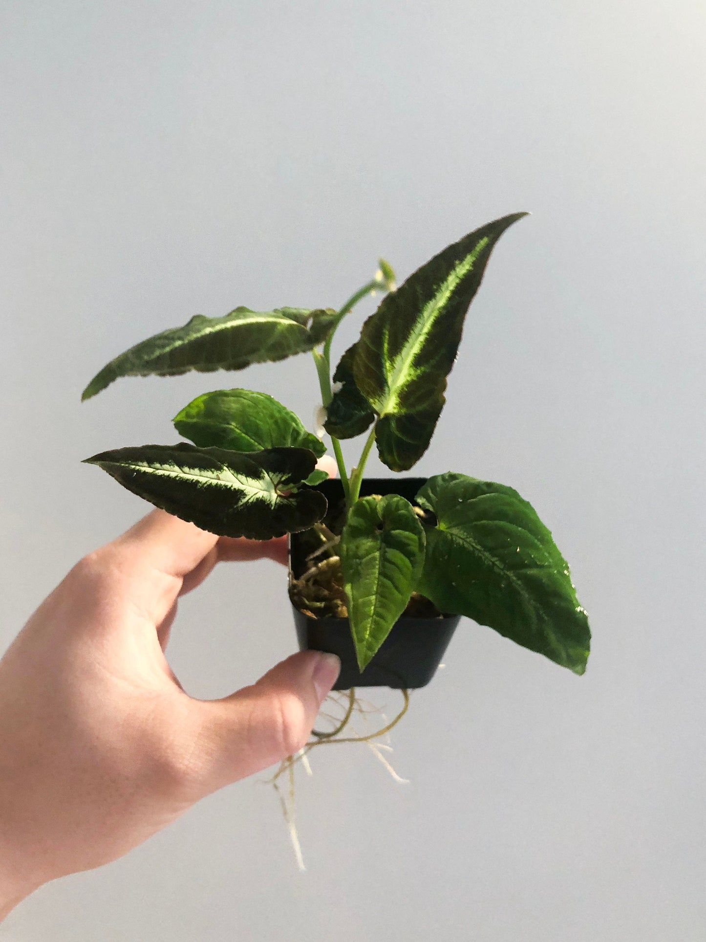 Syngonium Rayii Dark Terrarium Culture