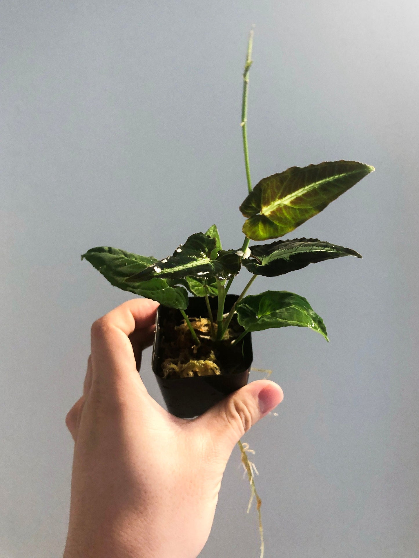 Syngonium Rayii Dark Terrarium Culture
