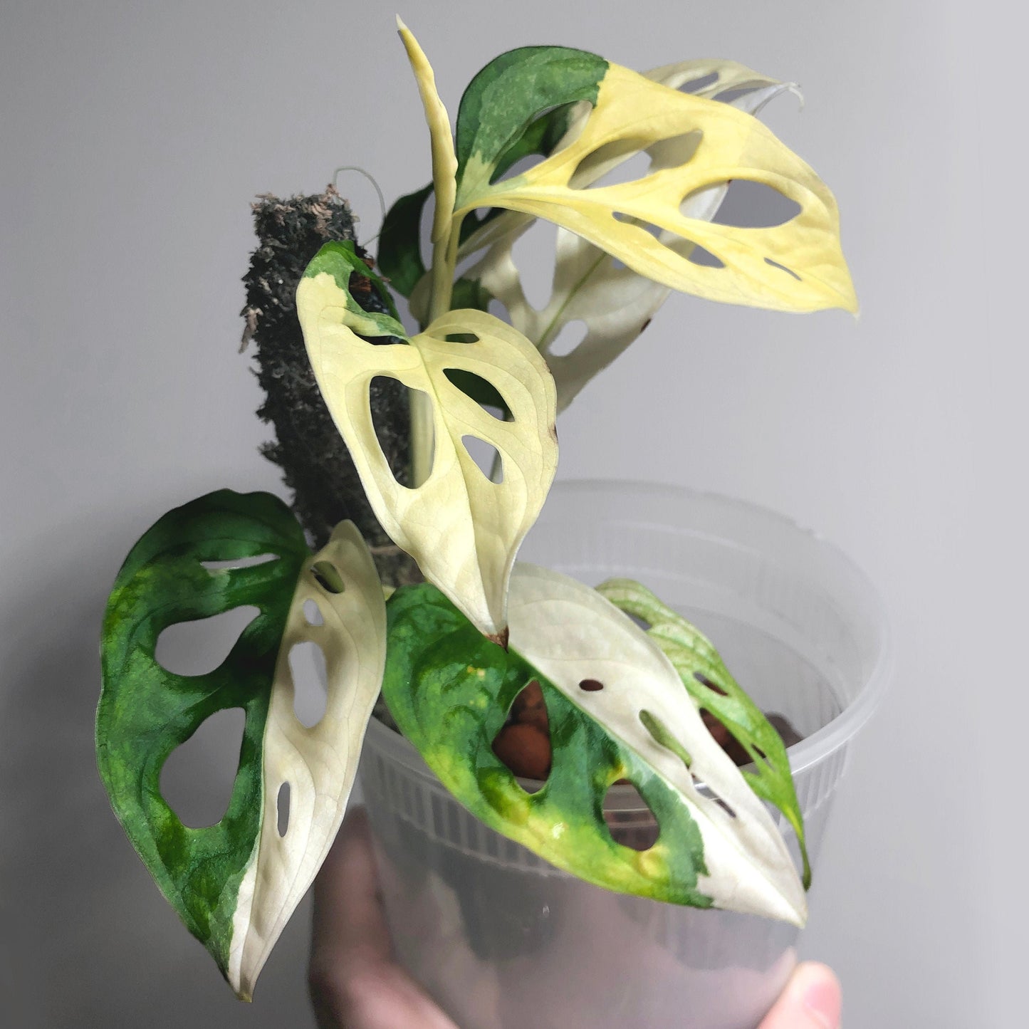 Monstera Adansonii Albo Variegated Japanese Tricolor