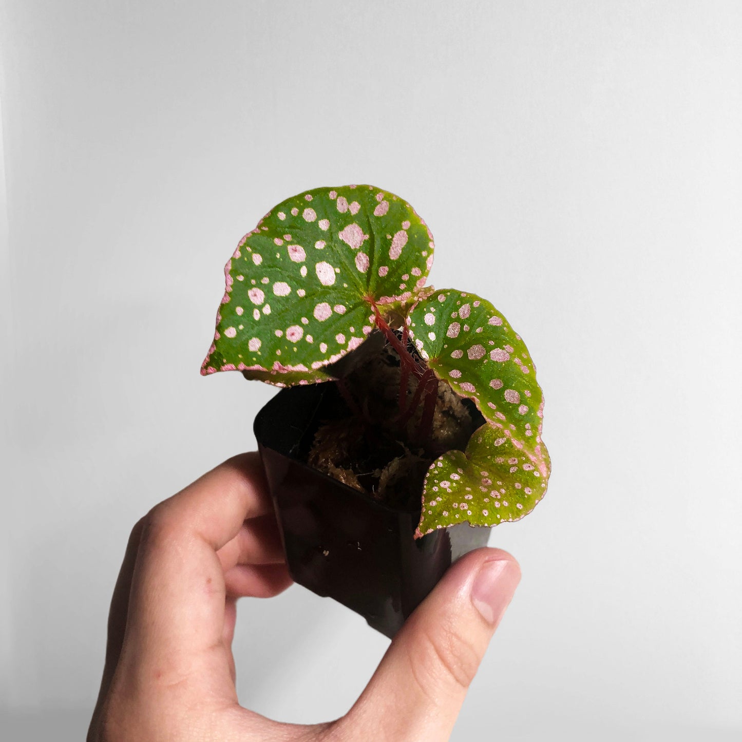 Begonia Muara Waha Terrarium Culture