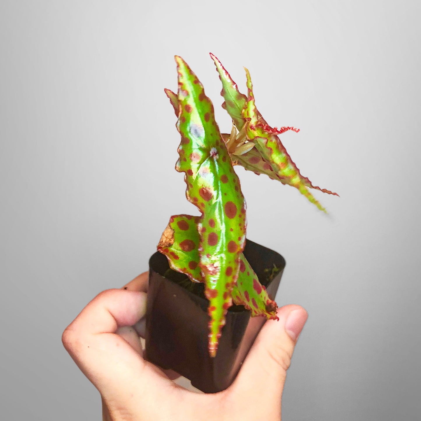 Begonia Amphioxus Terrarium Culture