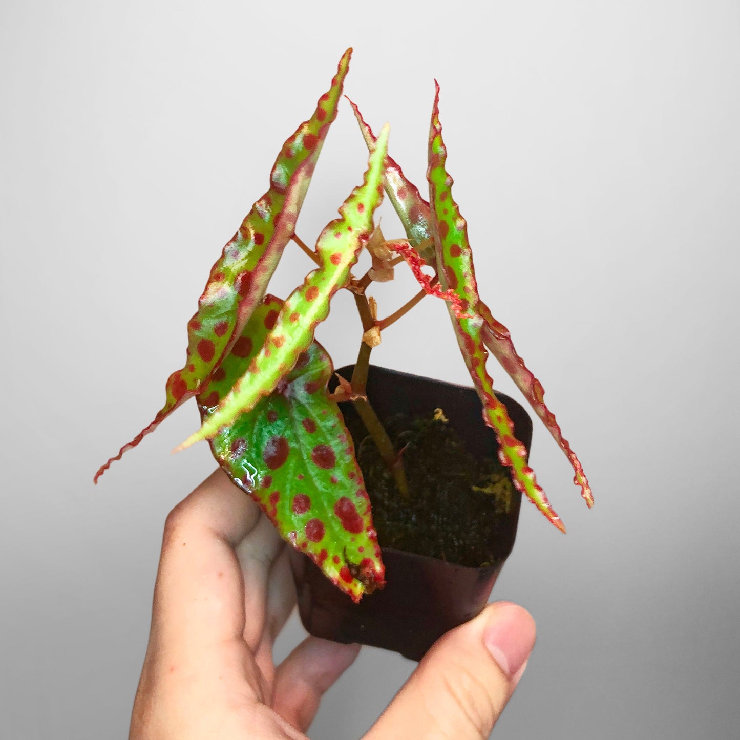 Begonia Amphioxus Terrarium Culture