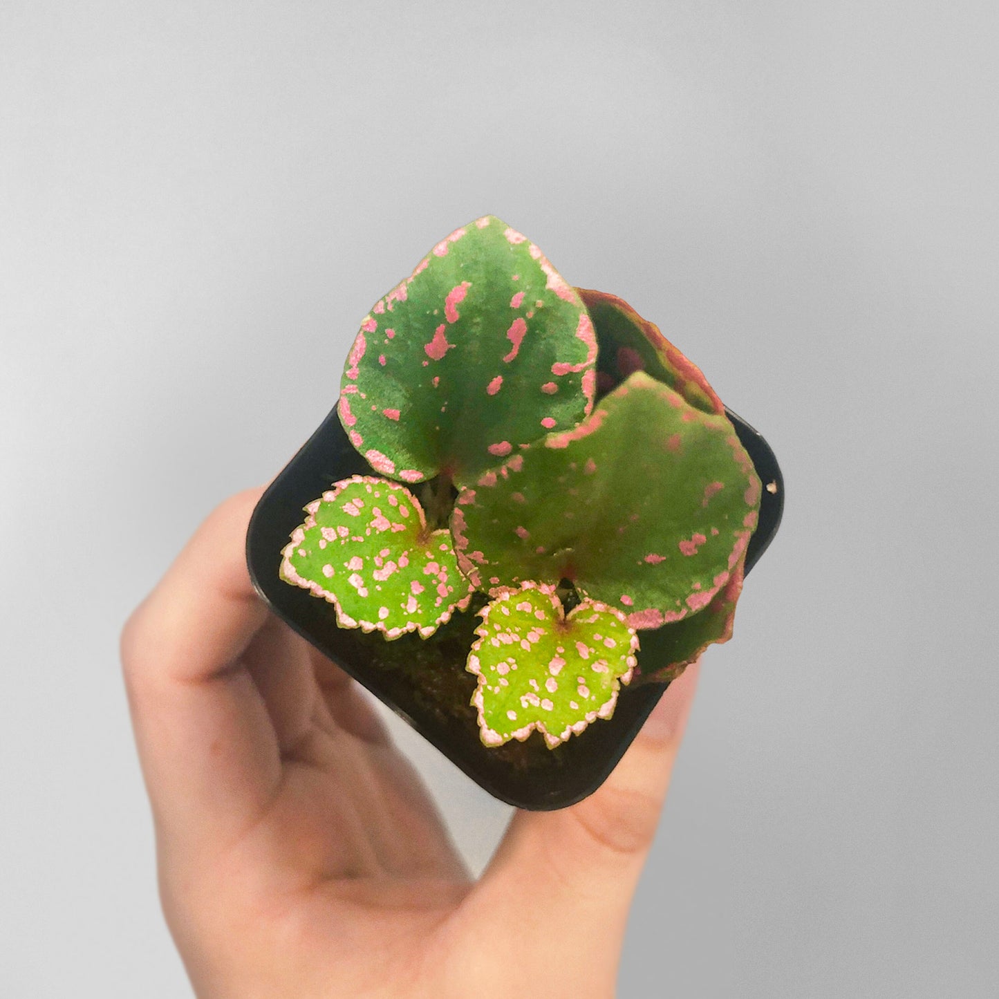 Begonia Roseopunctata Terrarium Culture