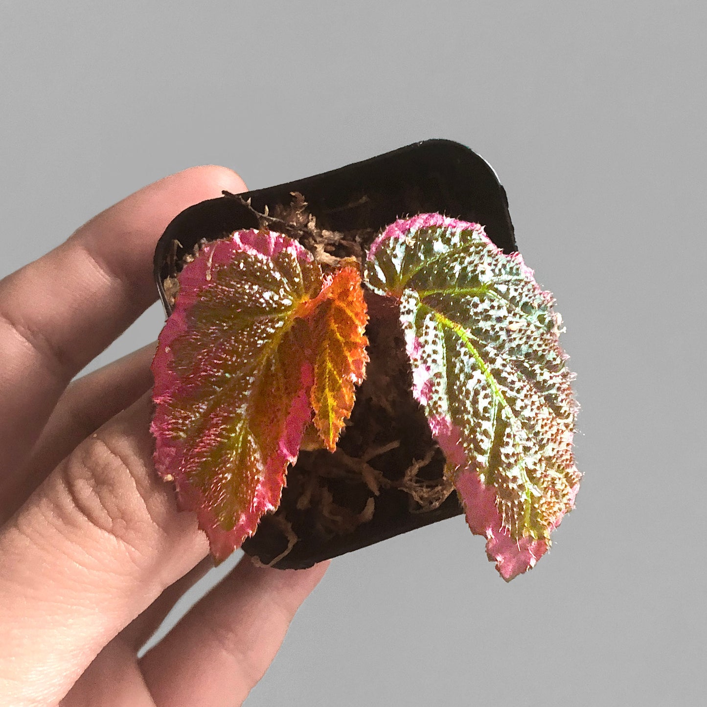 Begonia U012 Terrarium Culture