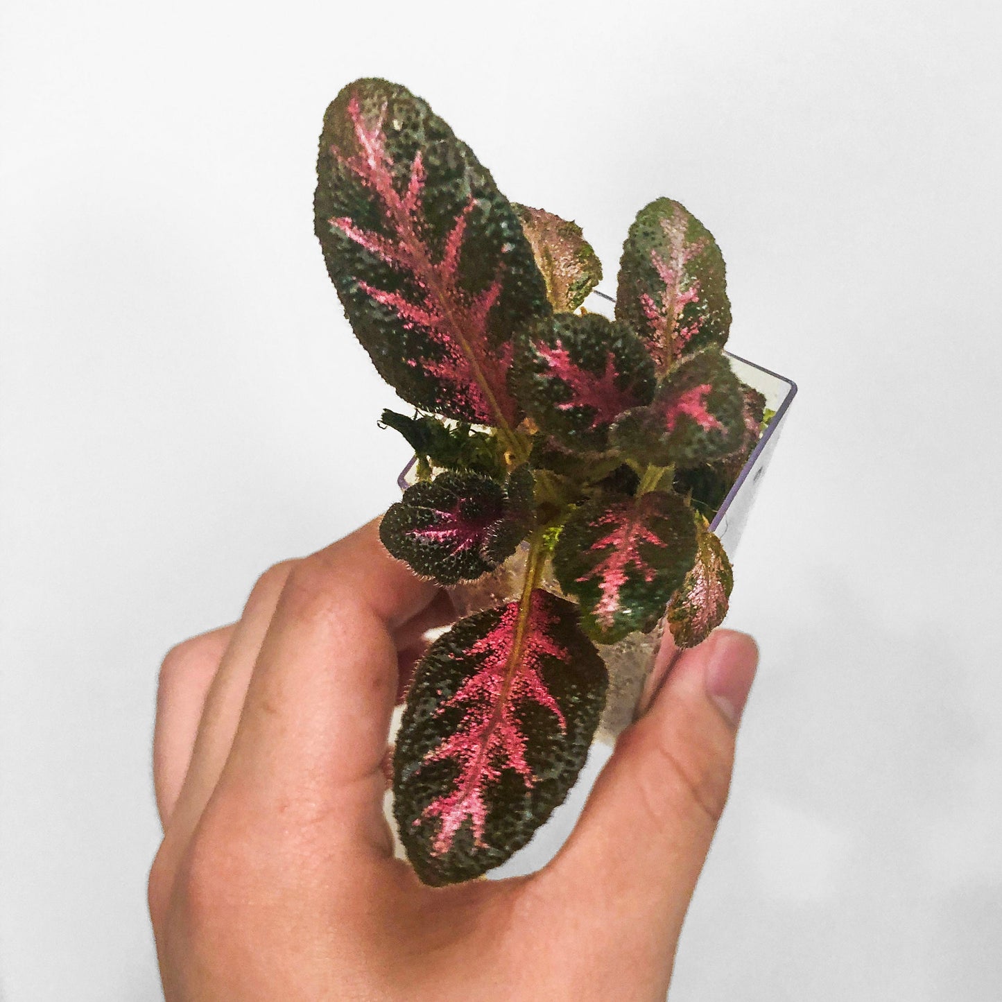 Episcia Pink Acajou Starter Plant Flame Violet Terrarium Culture