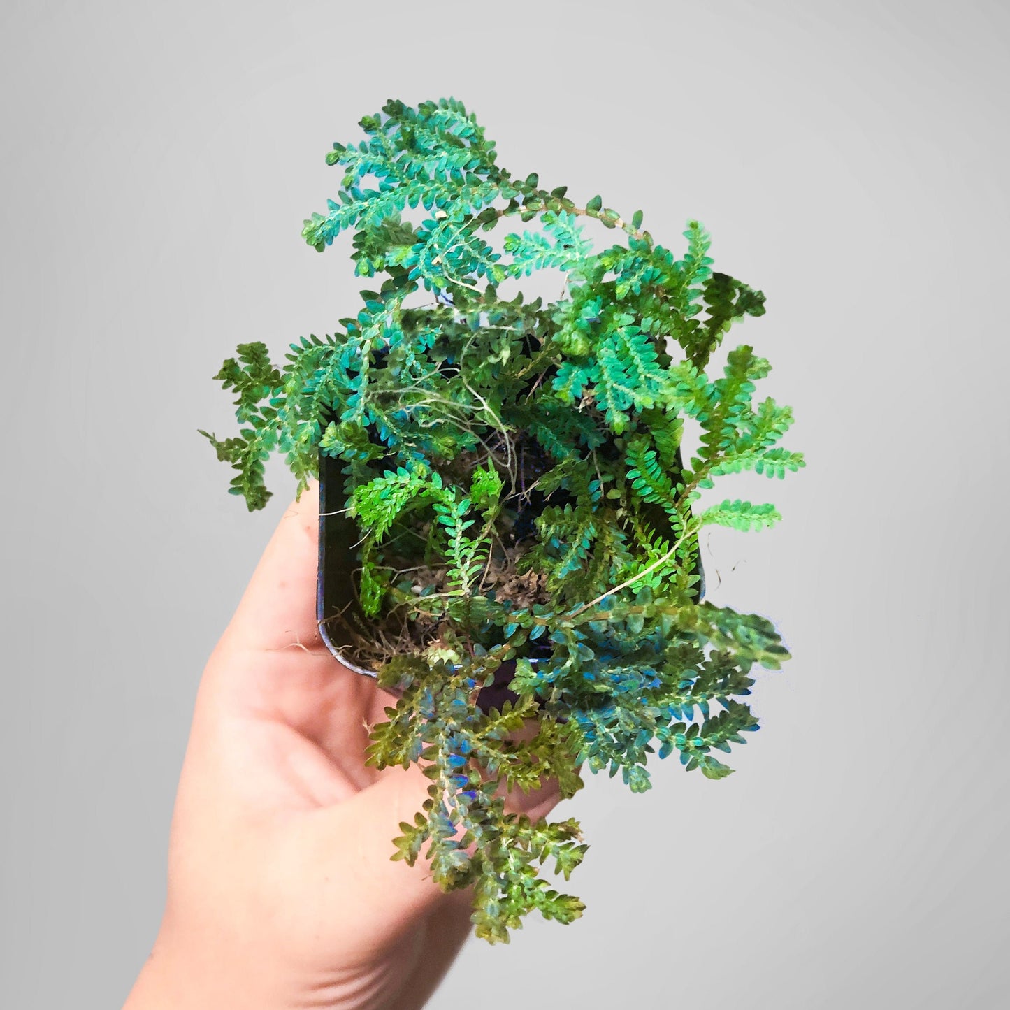 Selaginella Uncinata 'Peacock Fern' Iridescence Blue Terrarium Culture
