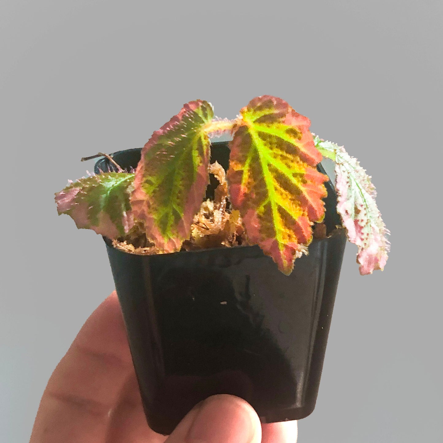 Begonia U012 Terrarium Culture