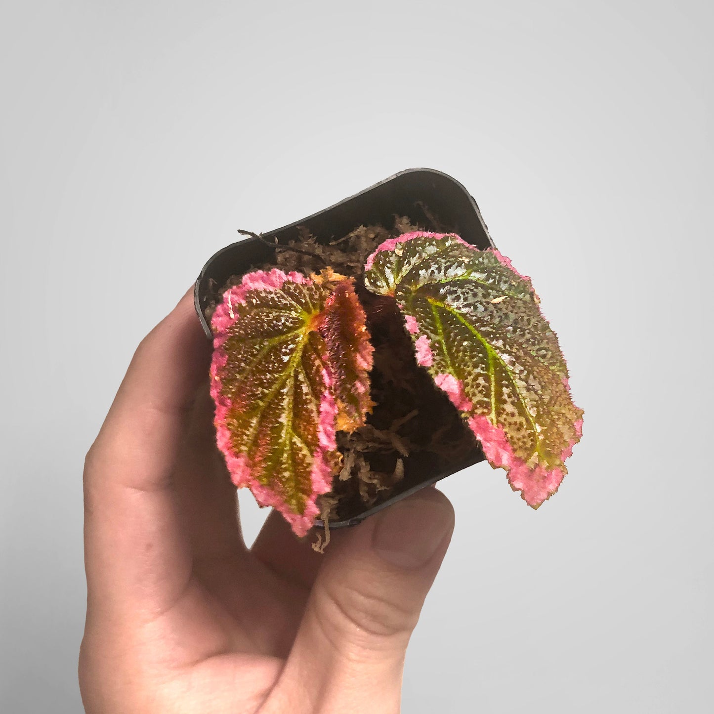 Begonia U012 Terrarium Culture
