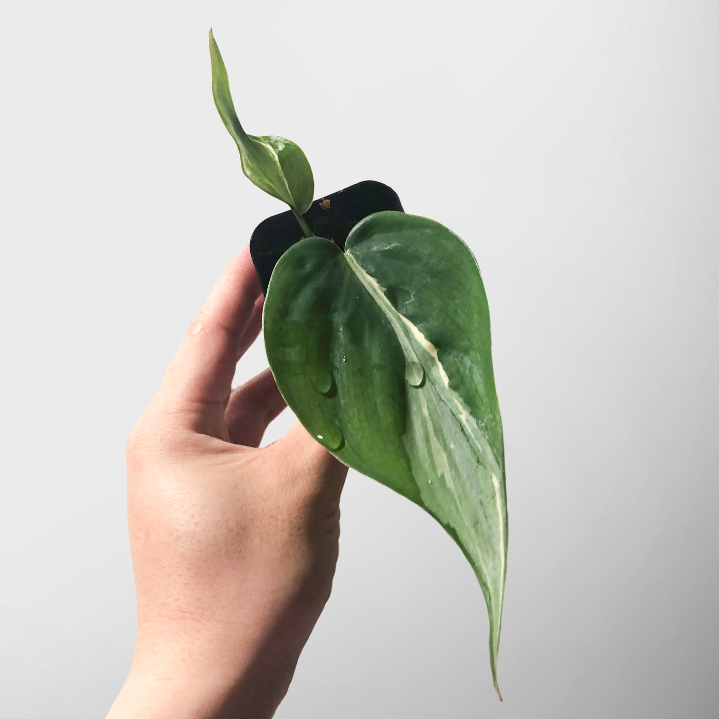 Philodendron Hederaceum 'Rio'