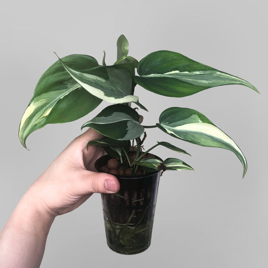 Philodendron Hederaceum 'Rio'