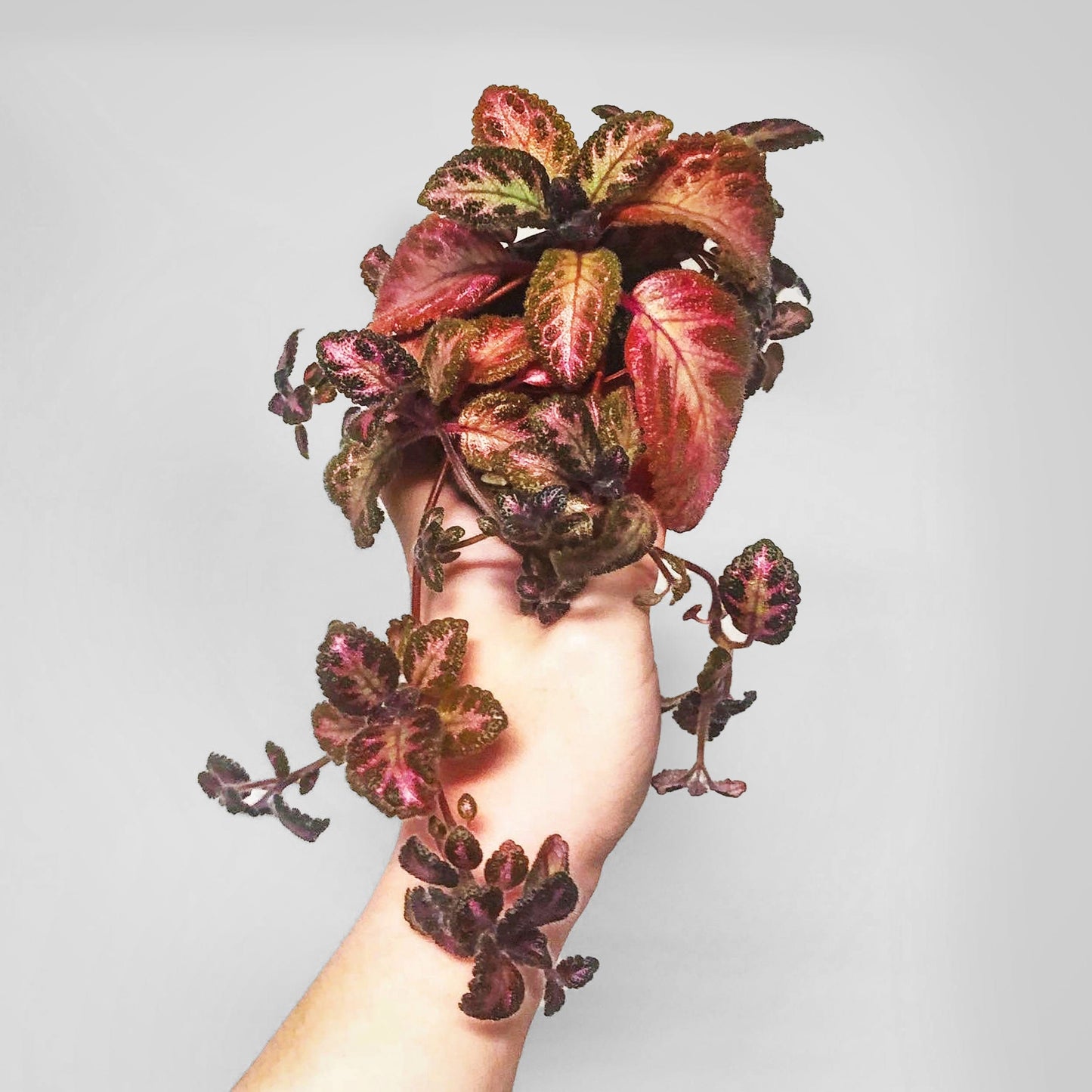 Episcia Pink Acajou Starter Plant Flame Violet Terrarium Culture