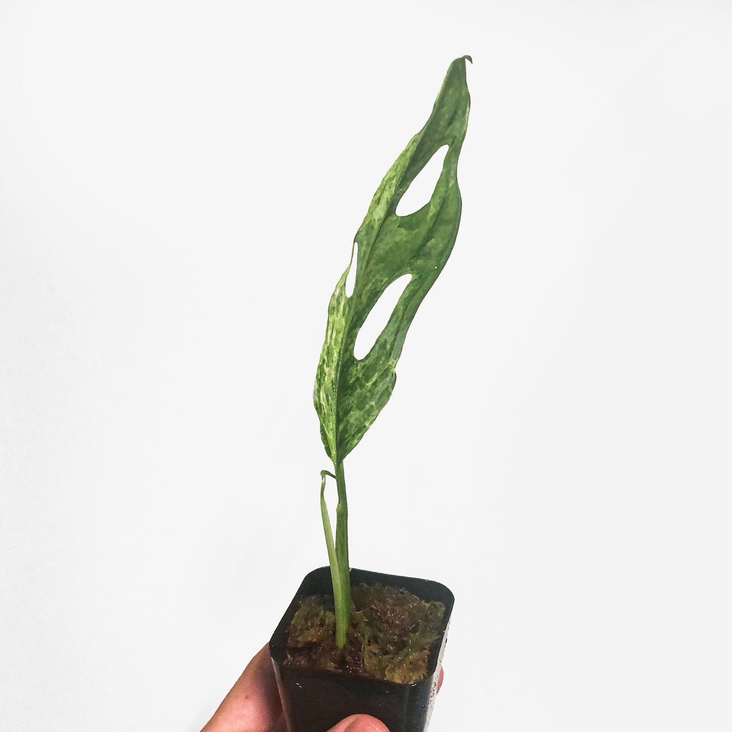 Variegated Mosntera Adansonii Mint