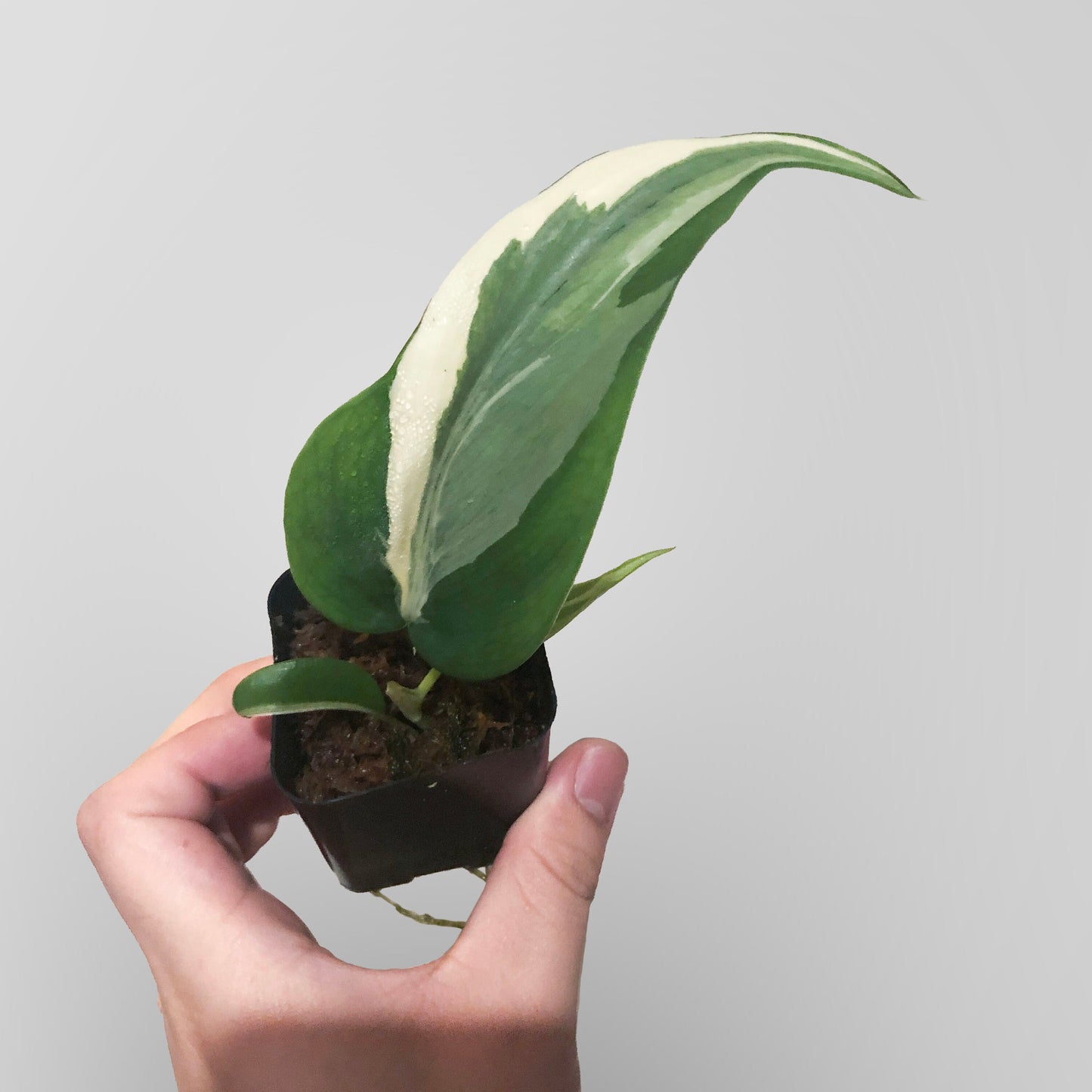 Philodendron Hederaceum 'Rio'