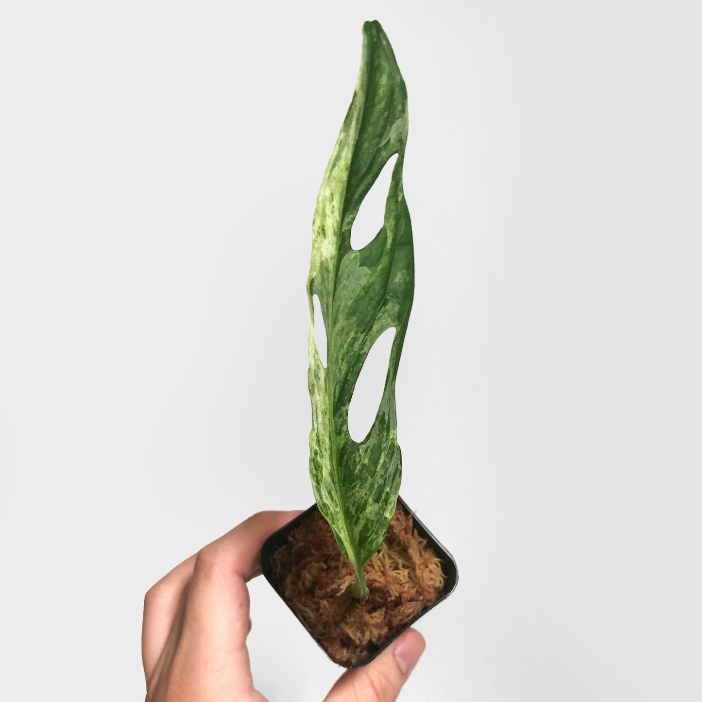 Variegated Mosntera Adansonii Mint