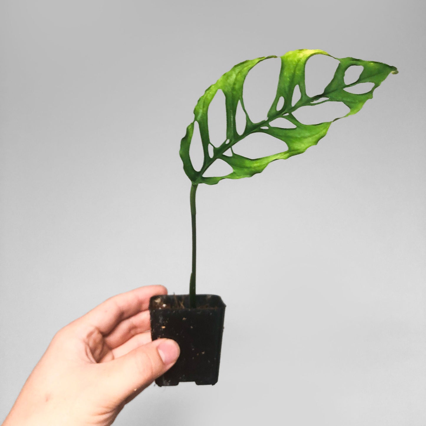 Monstera Obliqua Peru