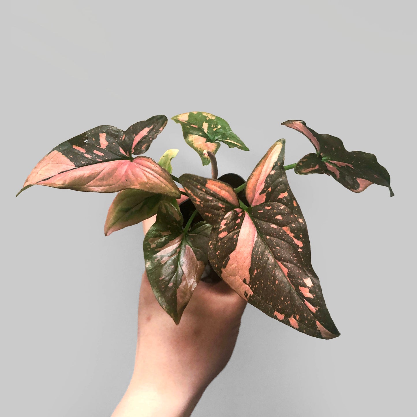 Syngonium Pink Splash Variegated