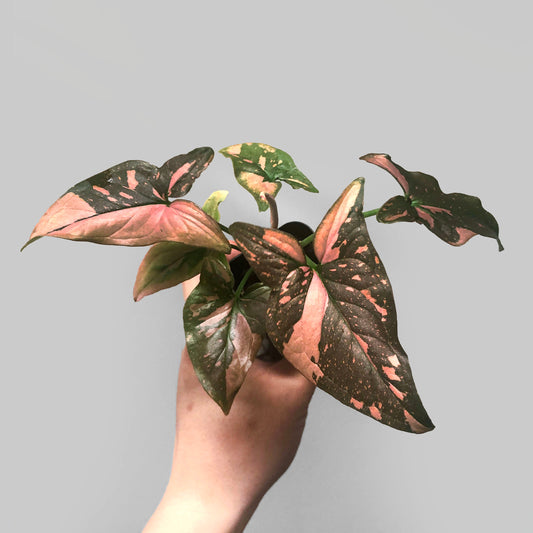 Syngonium Pink Splash Variegated