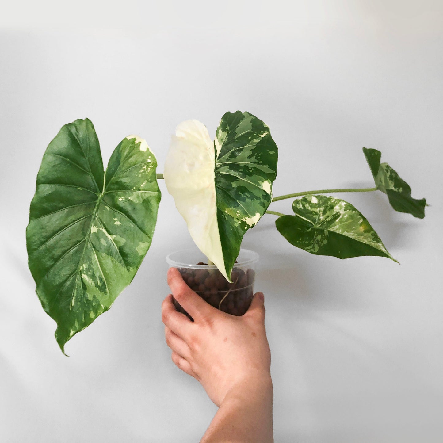 Alocasia Gageana Albo Variegated