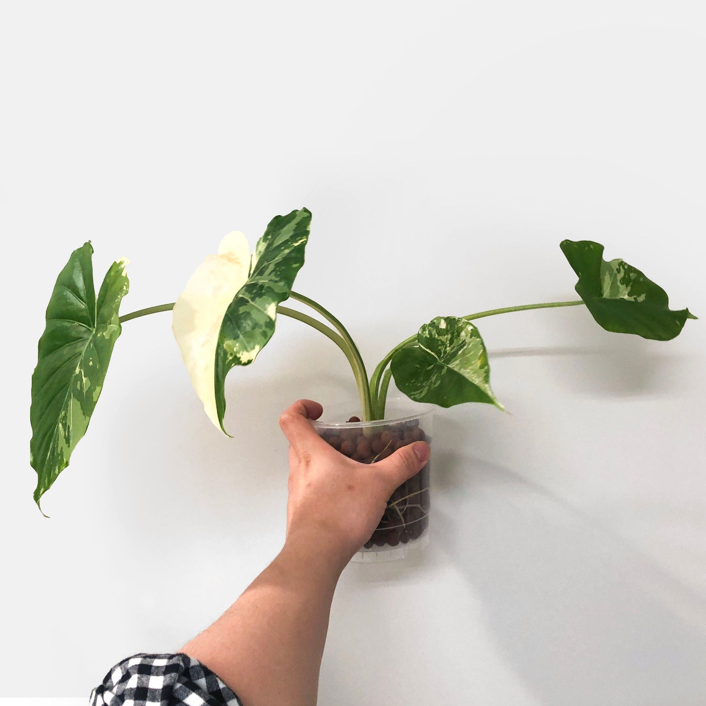 Alocasia Gageana Albo Variegated