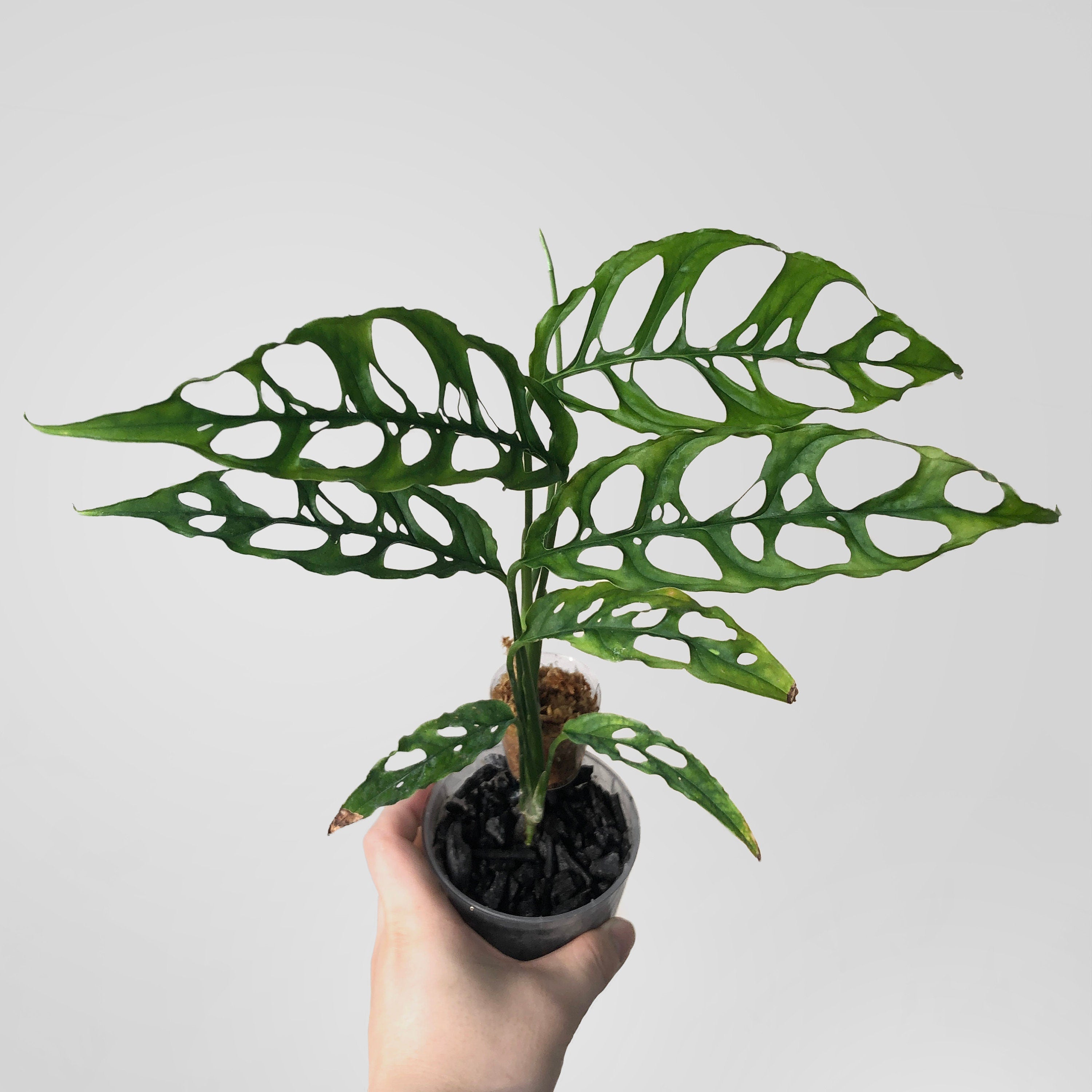 peru monstera Monstera Obliqua Peru – DingPlants