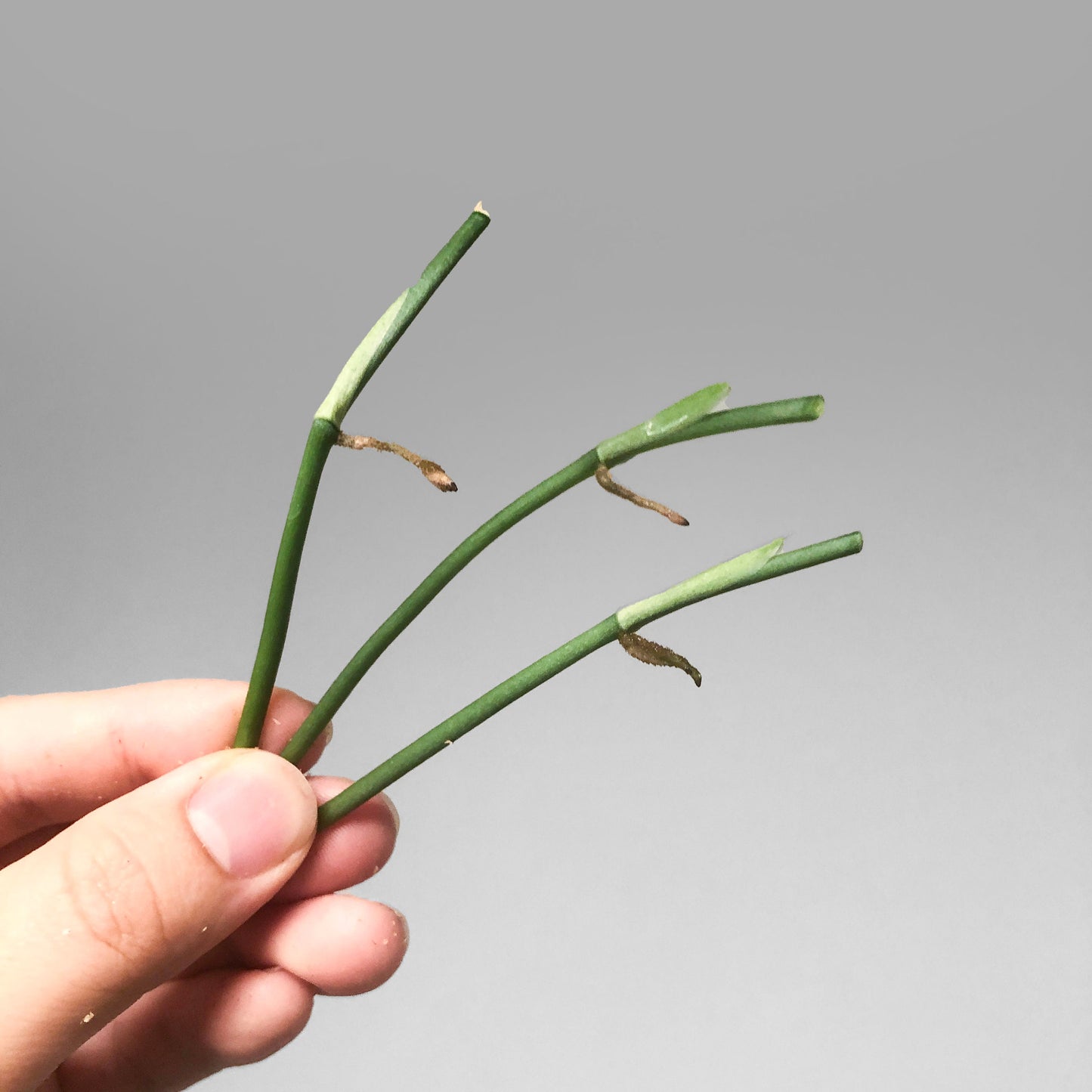 Monstera Obliqua Peru
