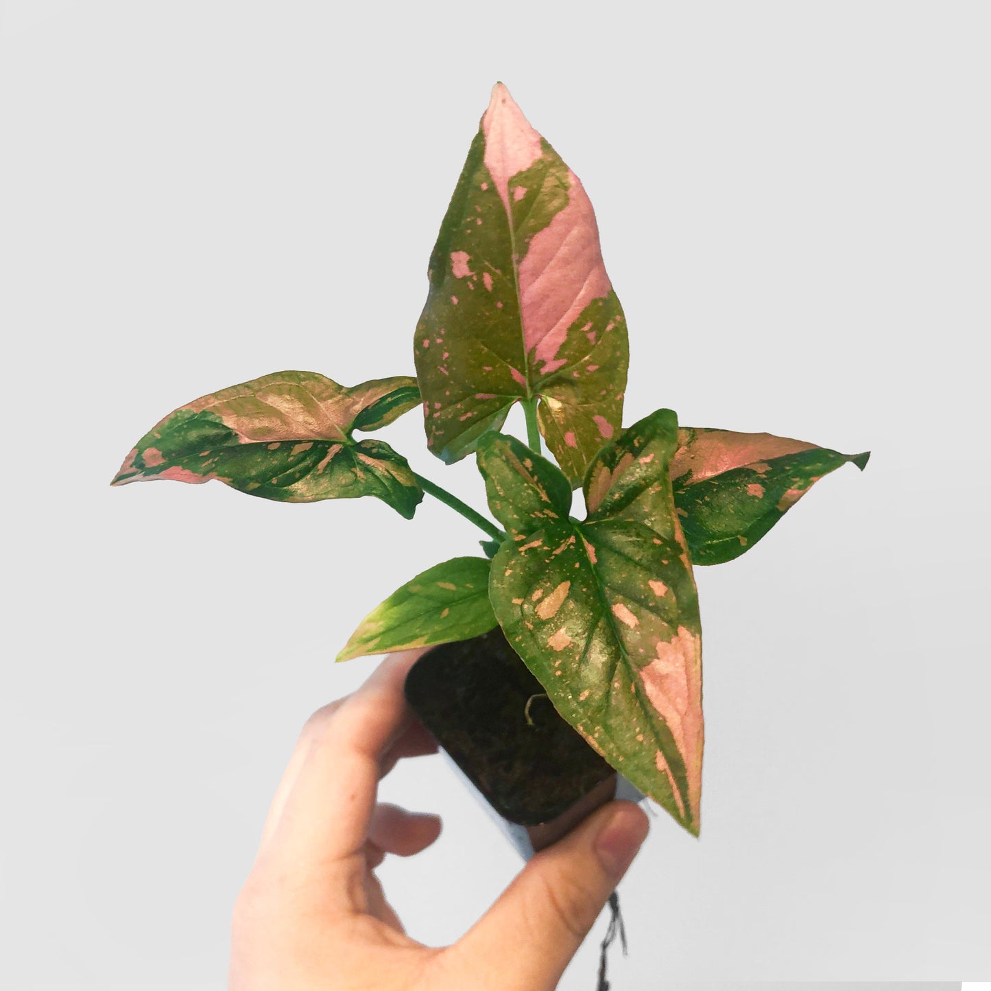 Syngonium Pink Splash Variegated