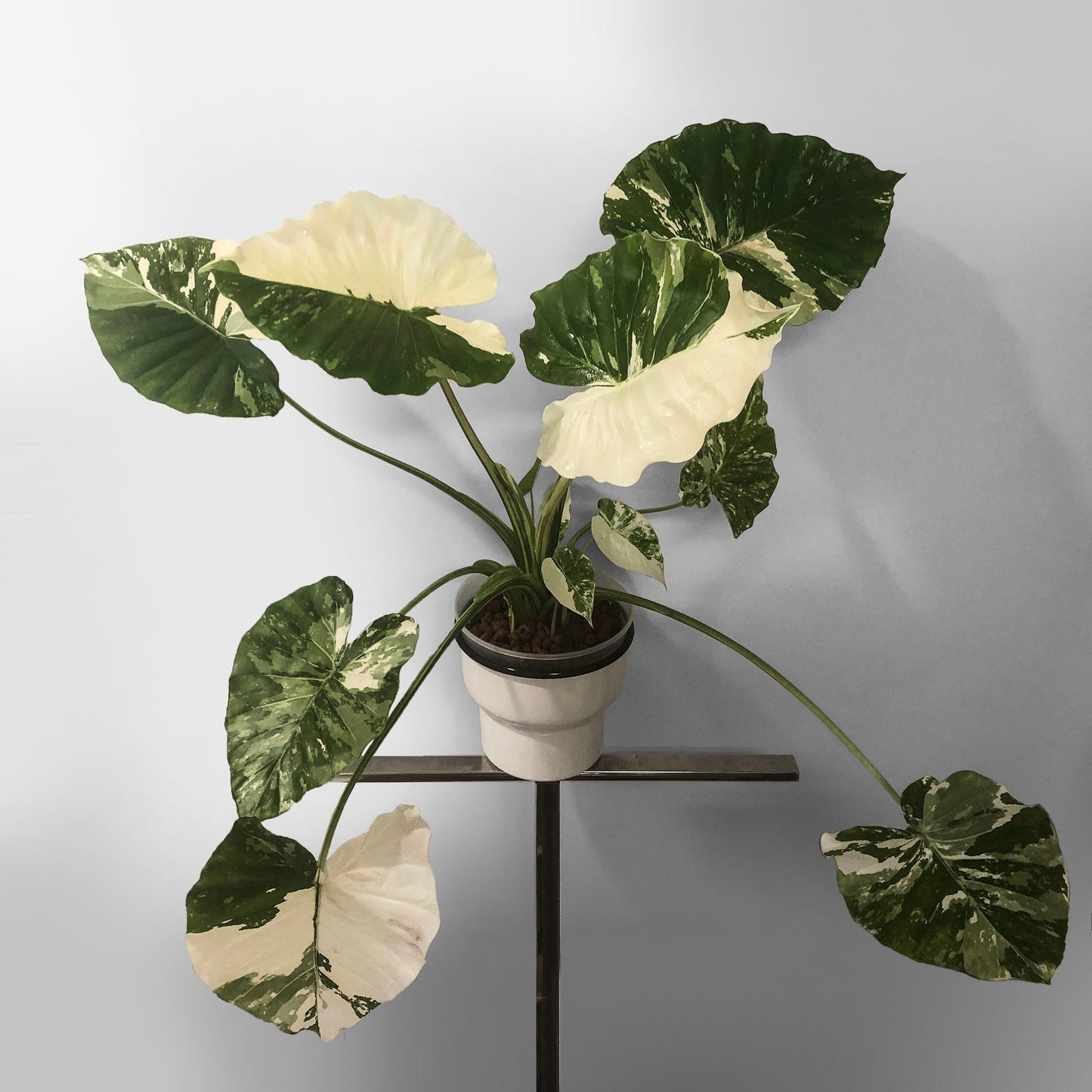 Alocasia Gageana Albo Variegated