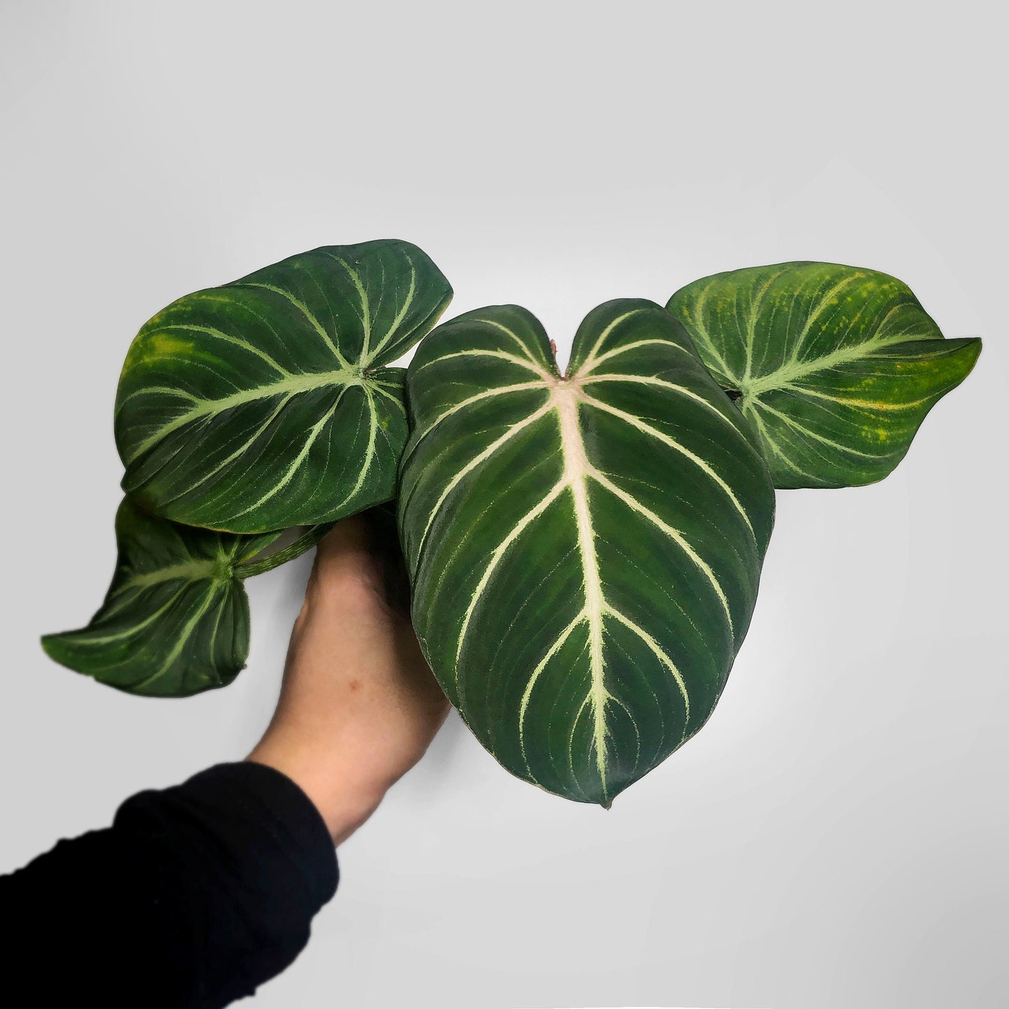 Philodendron Gloriosum Large Round Form
