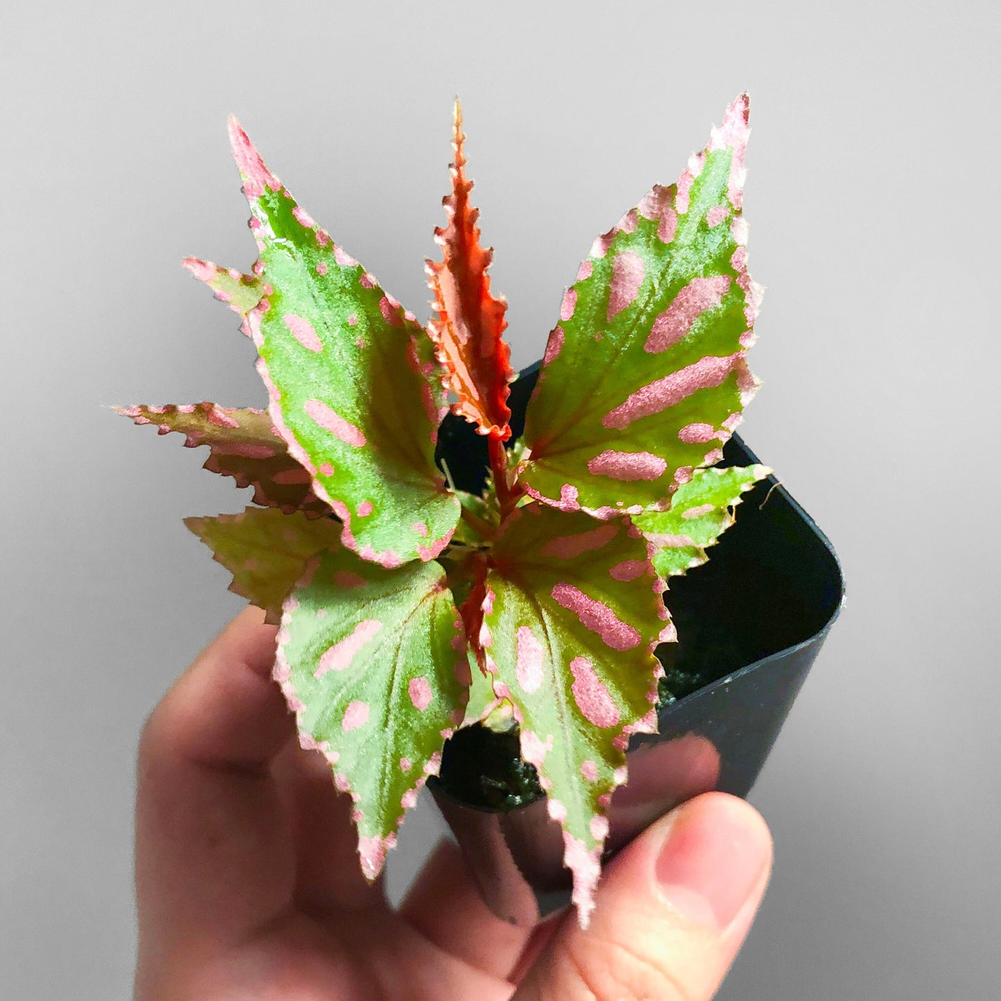 Begonia Julau 2inch pot Terrarium Culture