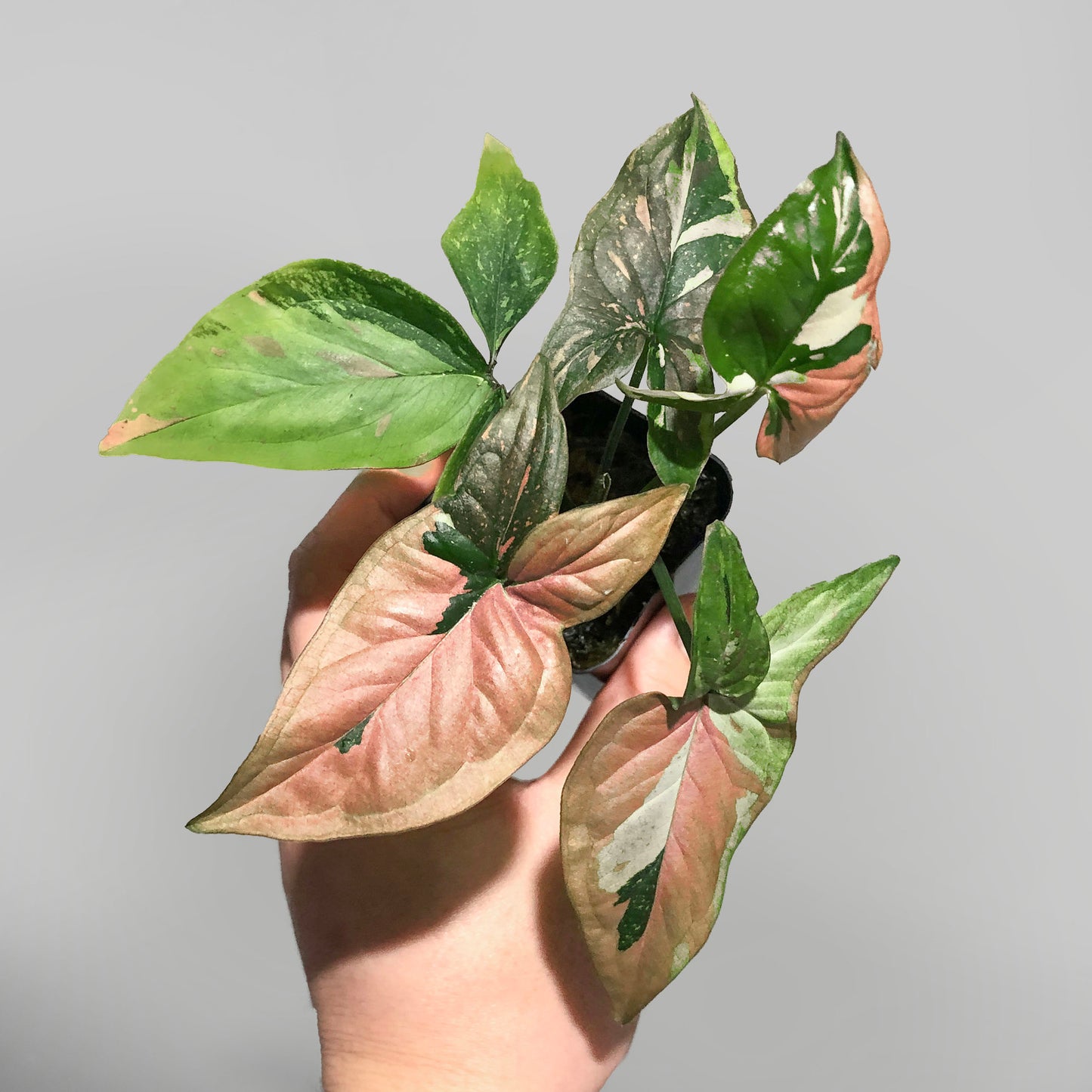 Syngonium Red Spot Tricolor US Seller