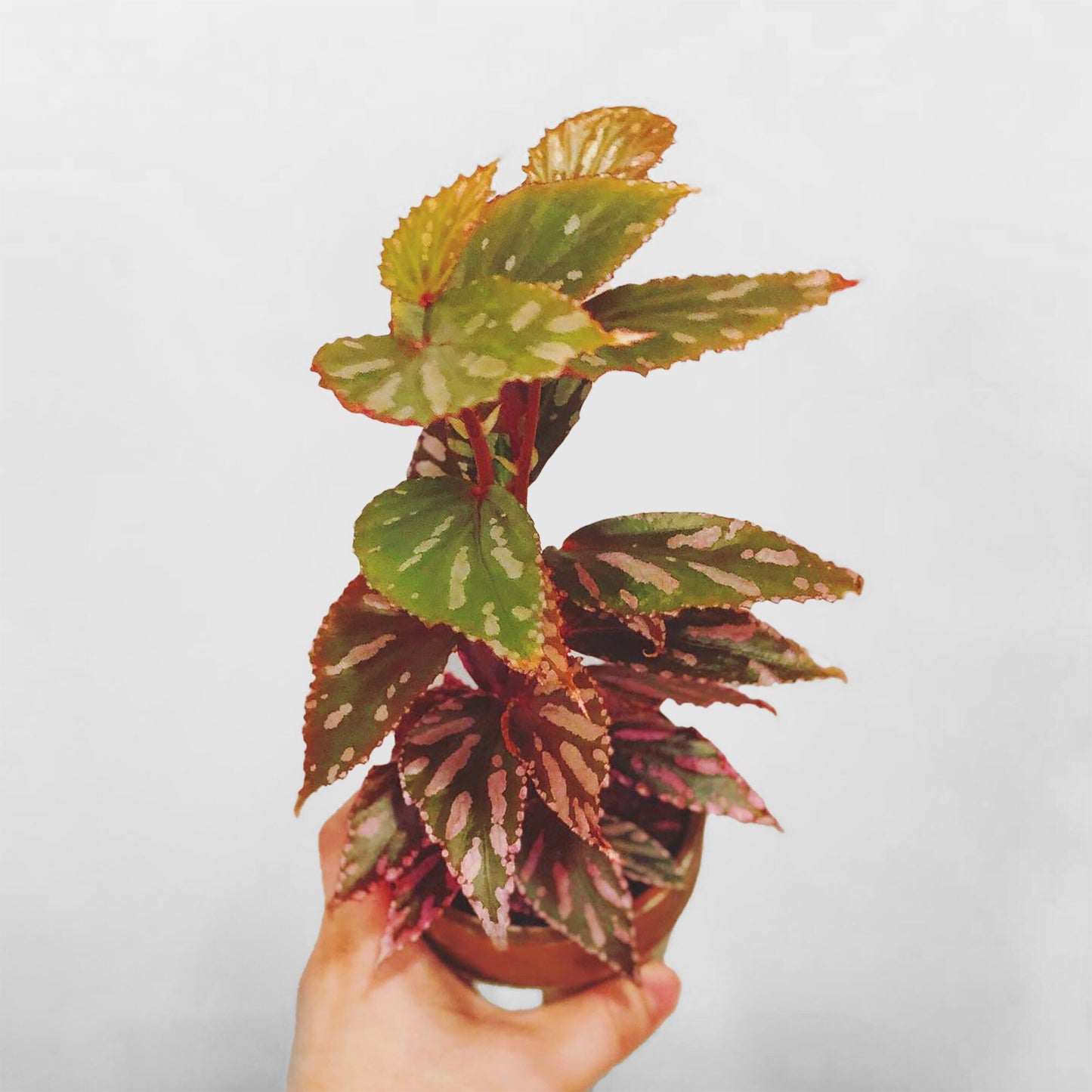 Begonia Julau 2inch pot Terrarium Culture