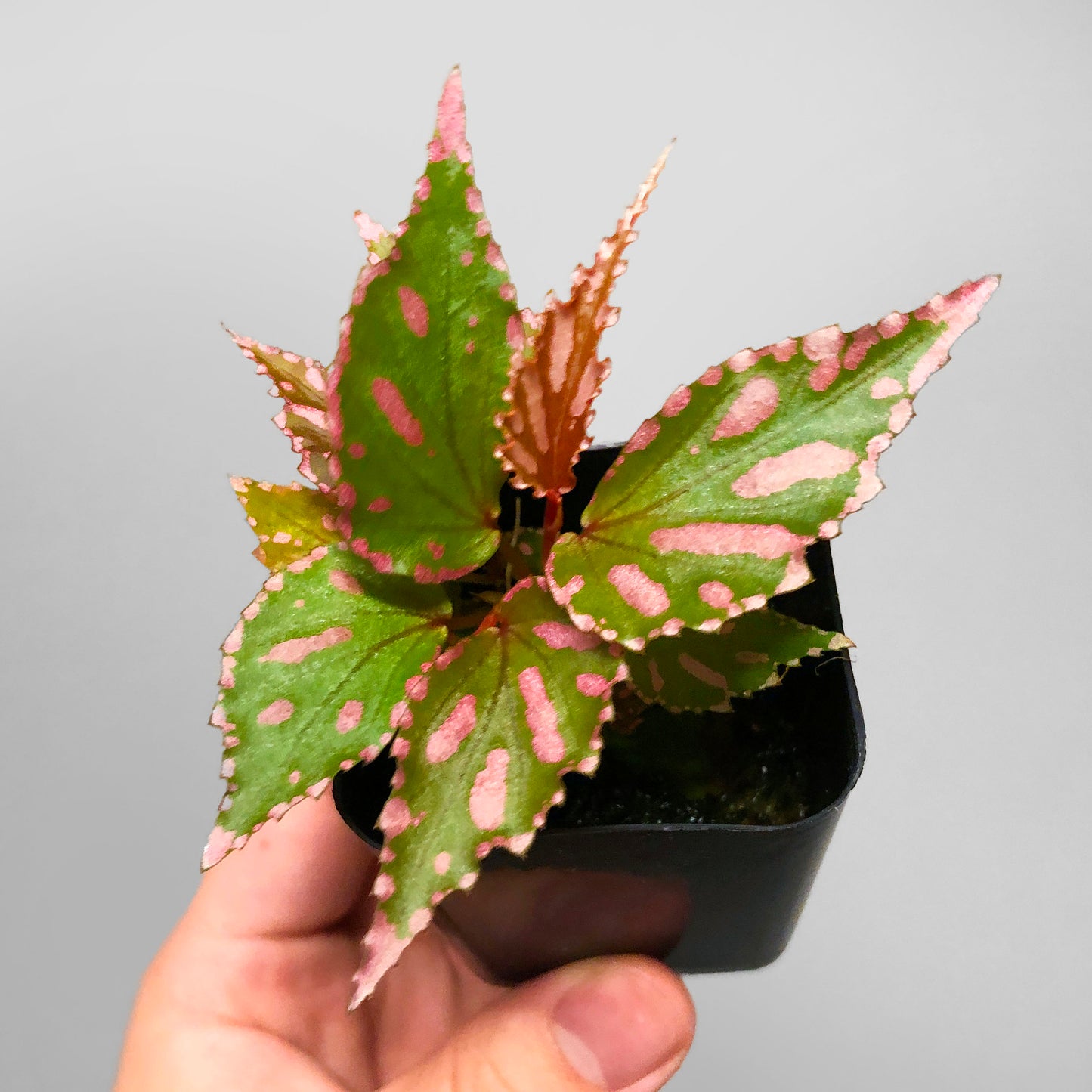 Begonia Julau 2inch pot Terrarium Culture