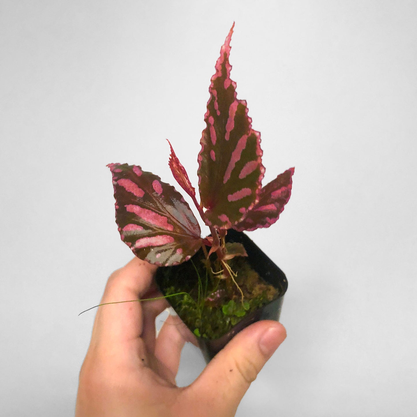 Begonia Julau 2inch pot Terrarium Culture
