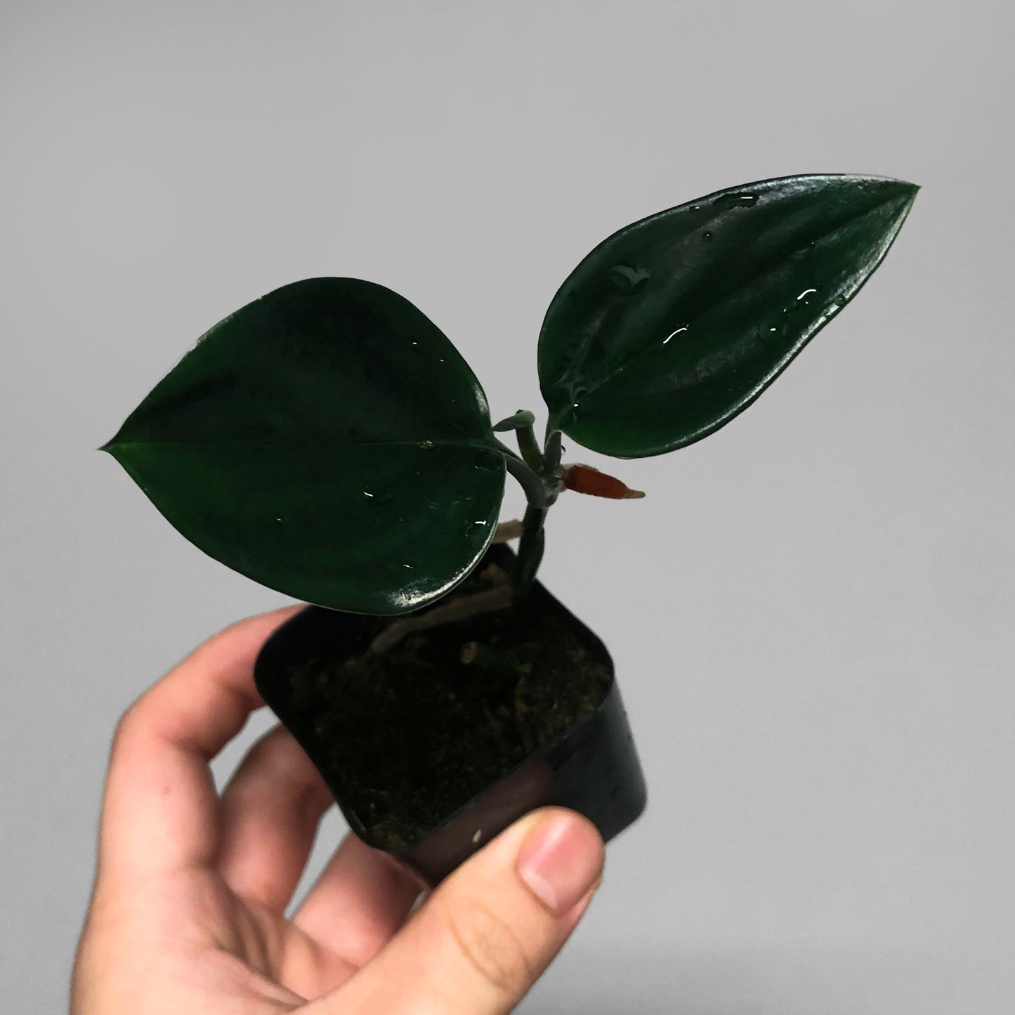 Scindapsus Treubii Dark Form FREE SHIPPING