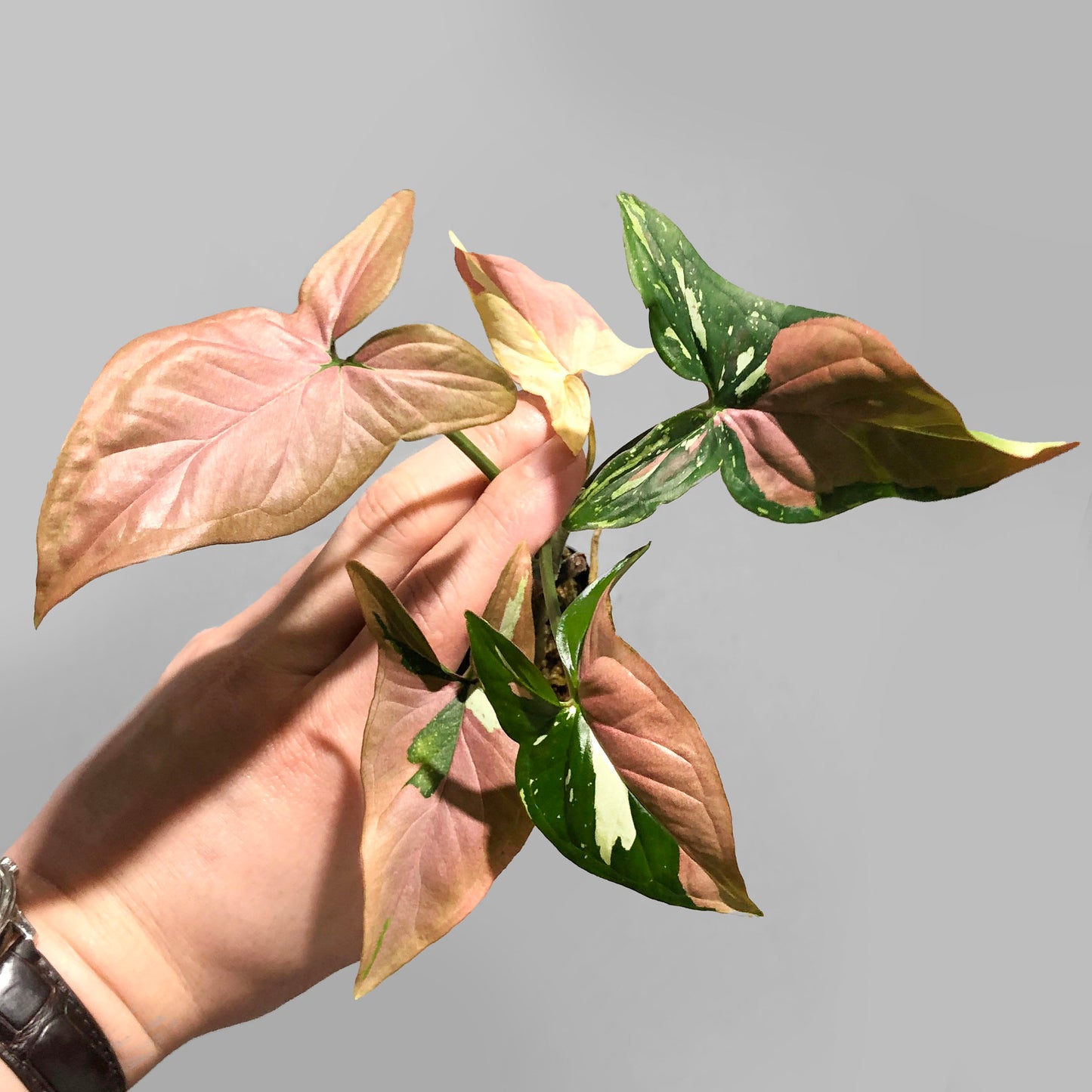 Syngonium Red Spot Tricolor US Seller