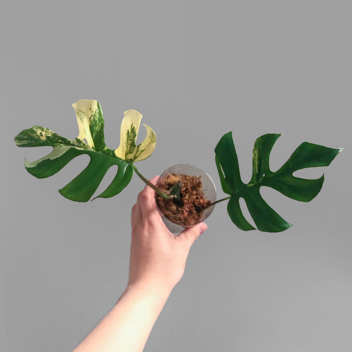 Rhaphidophora Tetrasperma Aurea Variegated